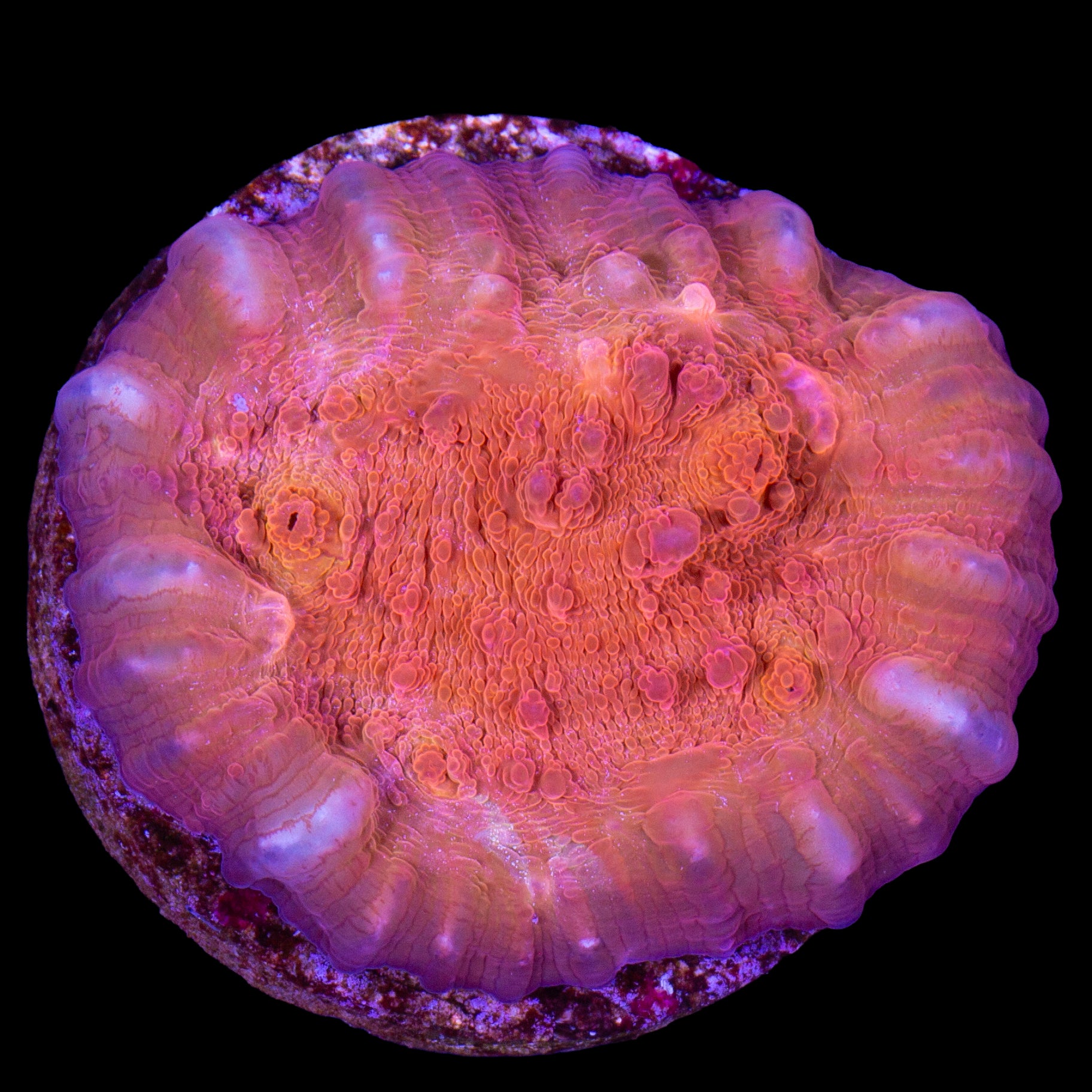 Orange Dream Echinophyllia Coral