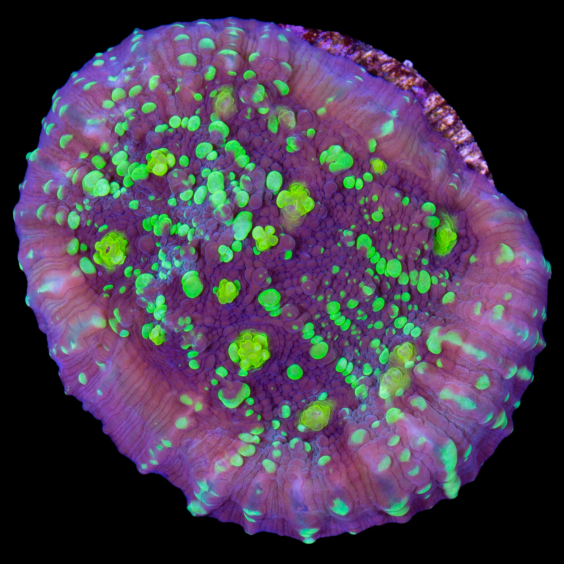 Vivid's Shooting Star Echinophyllia Coral