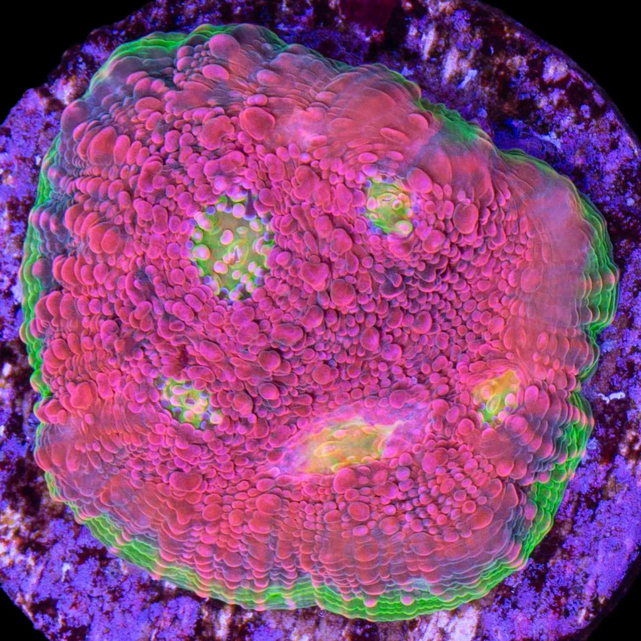 Watermelon Echinophyllia Coral - Lg Frag