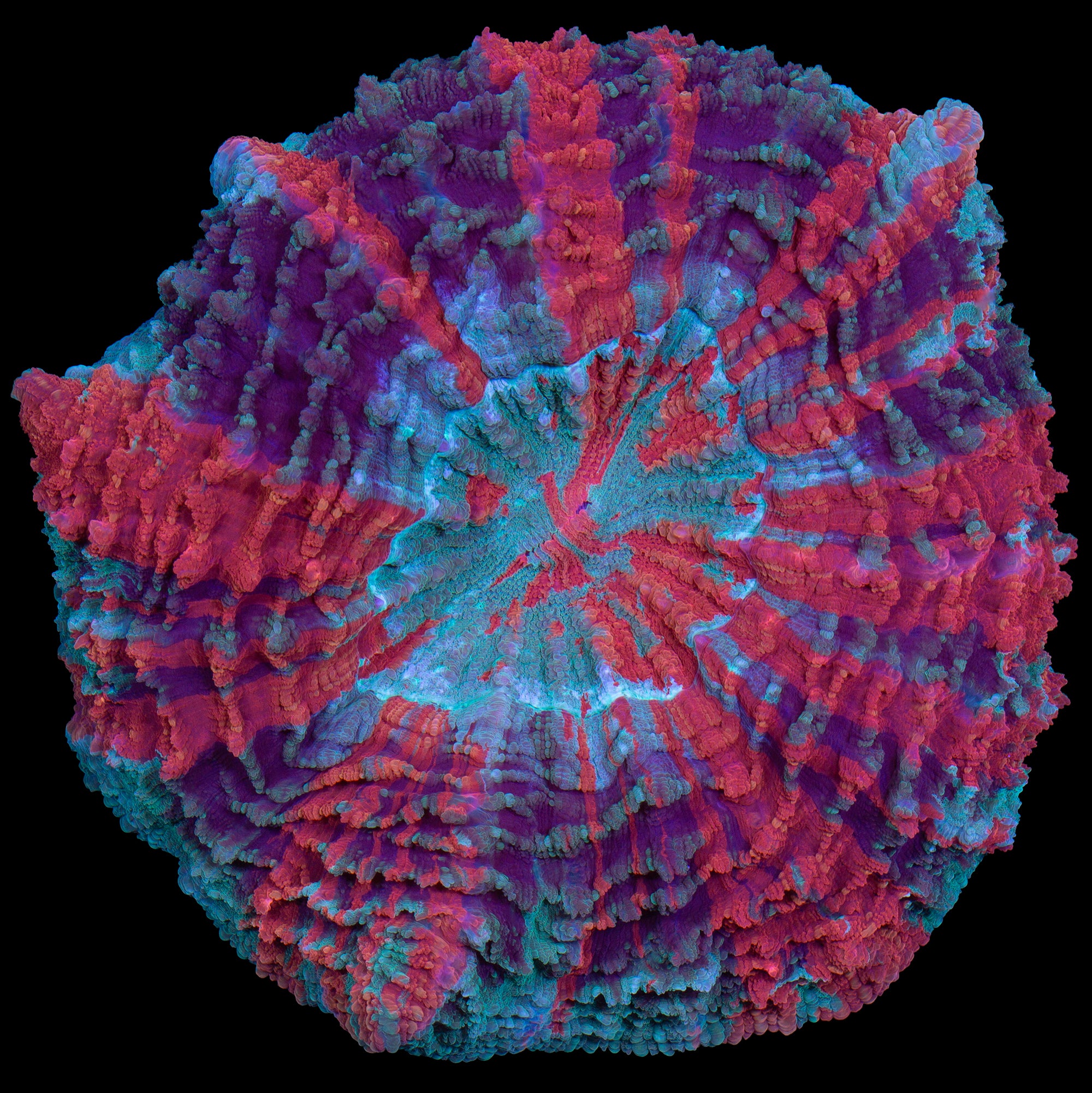 Ultra Acanthophyllia Coral