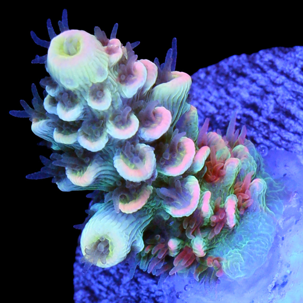 BK Chem Fruit Loops Acropora Coral - 800 Grown
