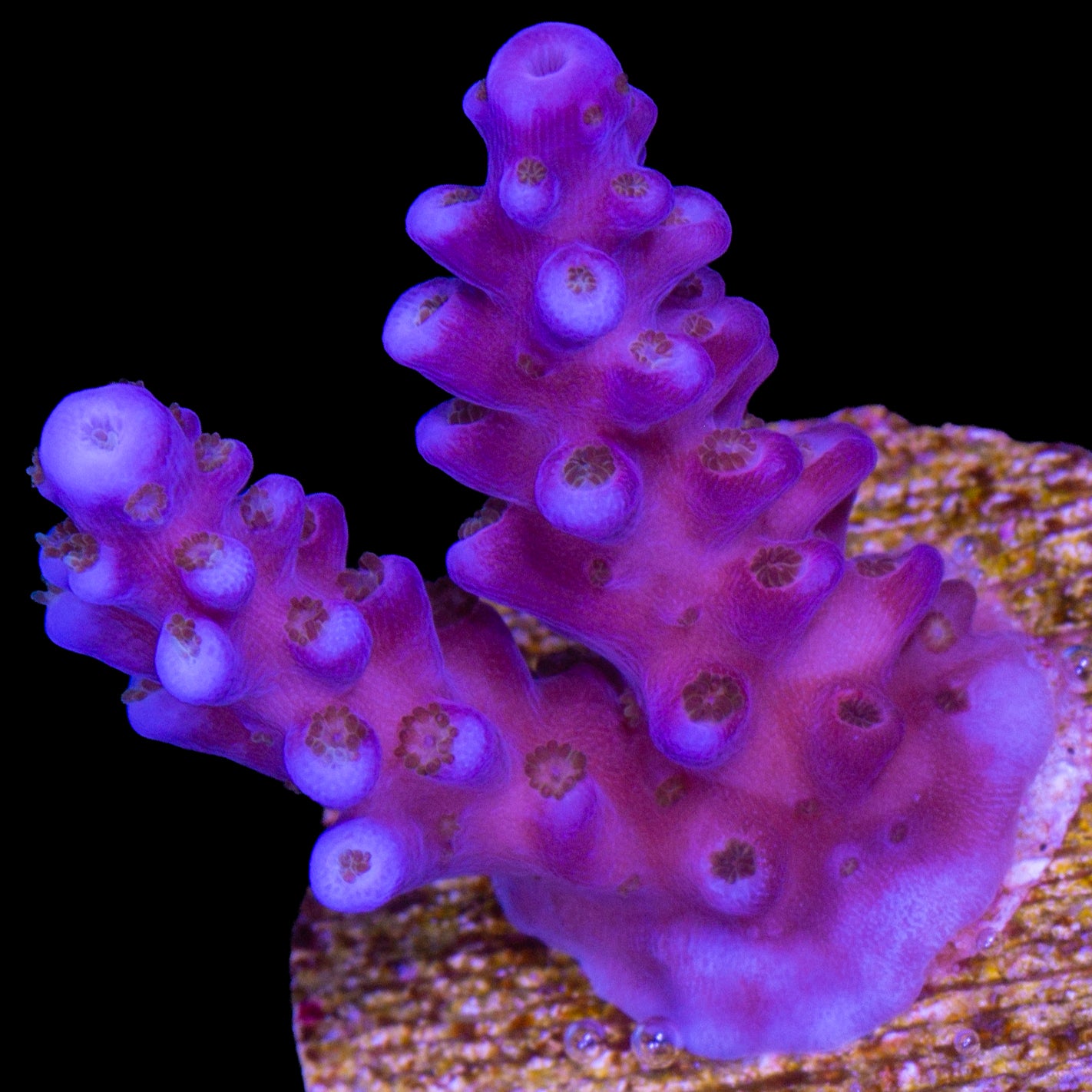 Merlin's Wizard Acropora Coral - 800 Grown