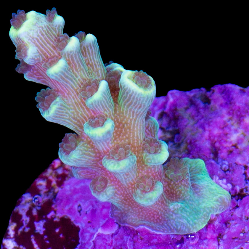 Sunny Side Acropora Coral