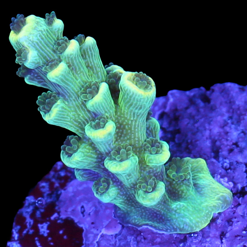 Sunny Side Acropora Coral