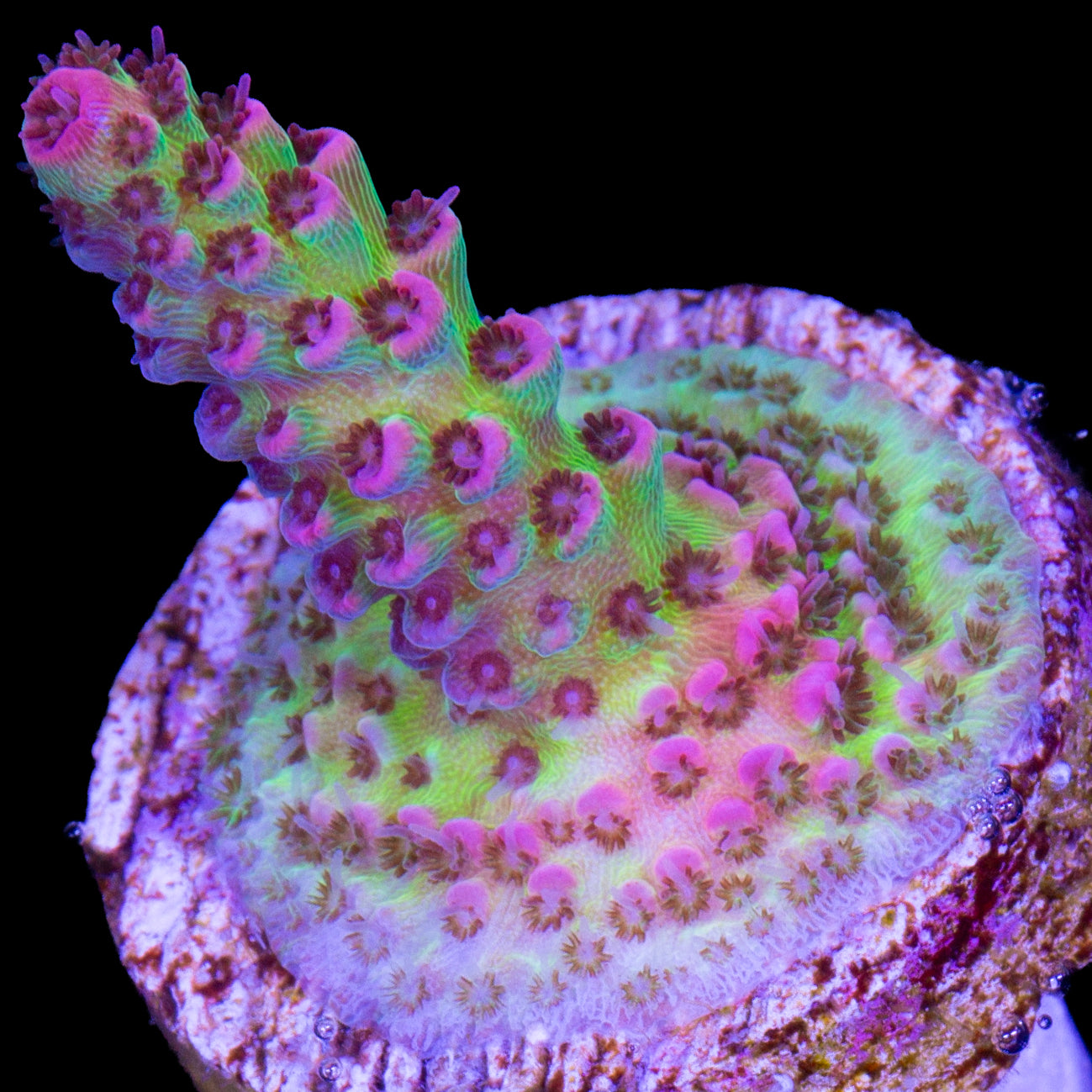 Festive Acropora Coral