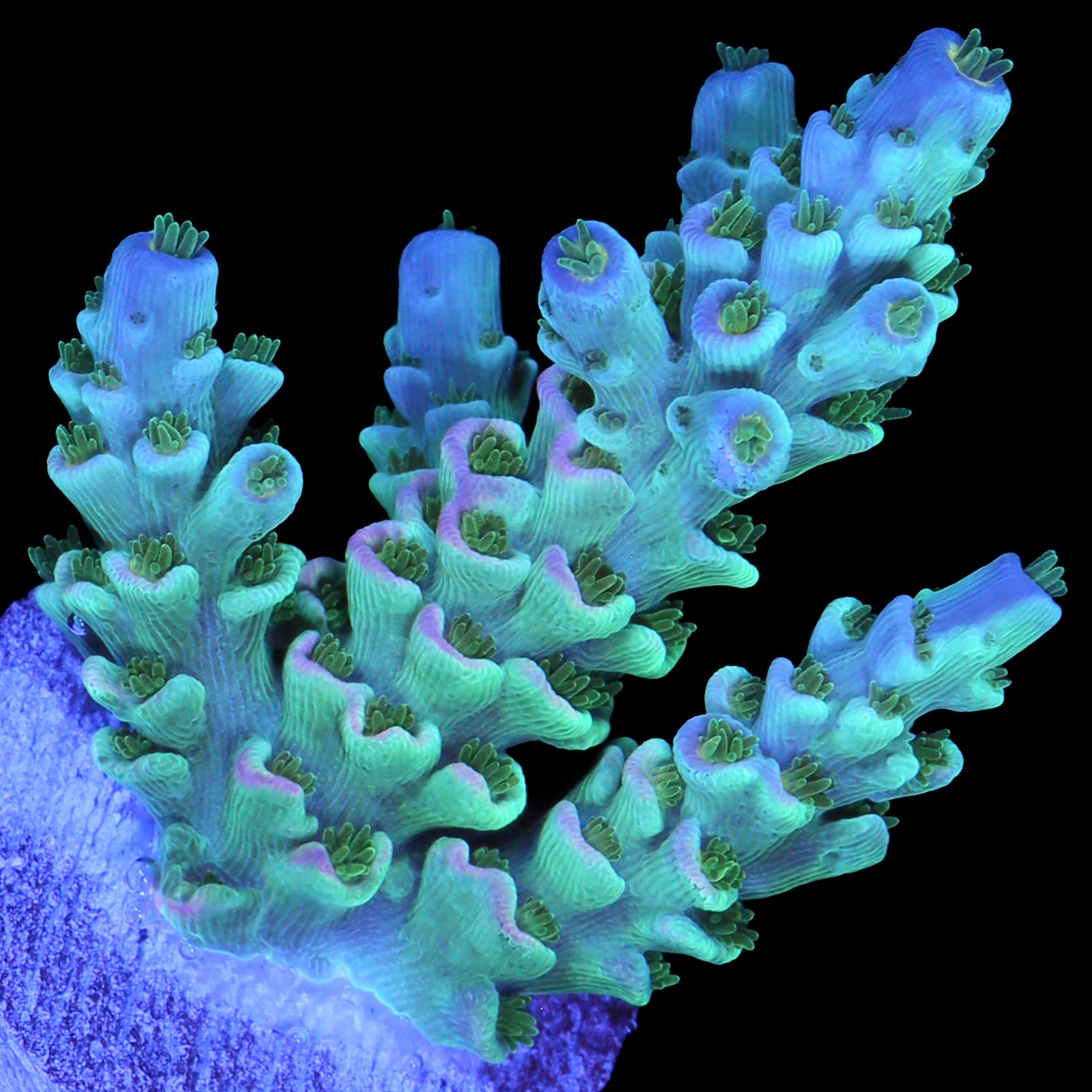 Emerald Prism Tenuis Acropora Coral - 800 Grown