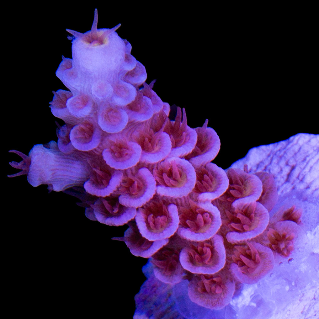 TGC Cherry Bomb Acropora Coral