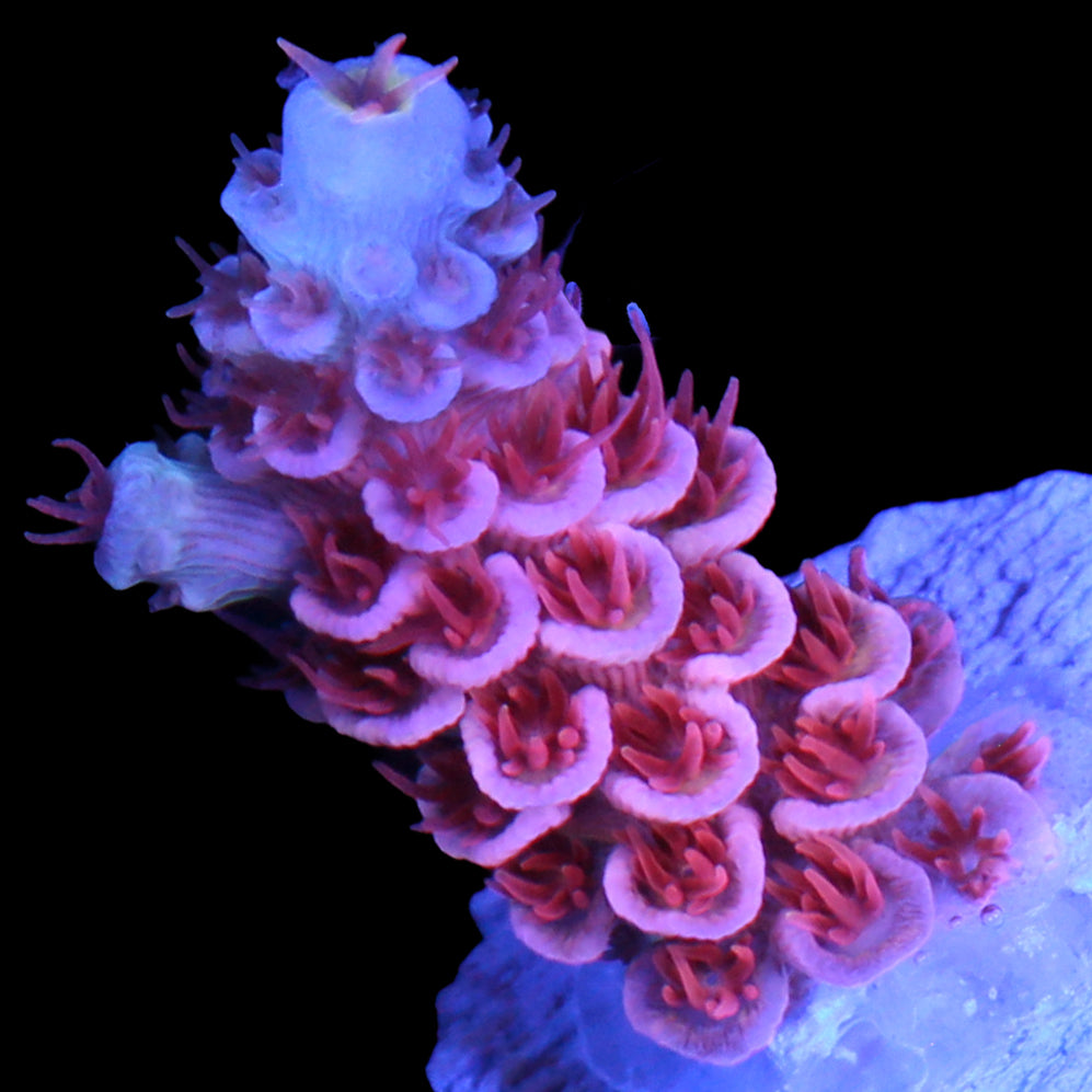 TGC Cherry Bomb Acropora Coral