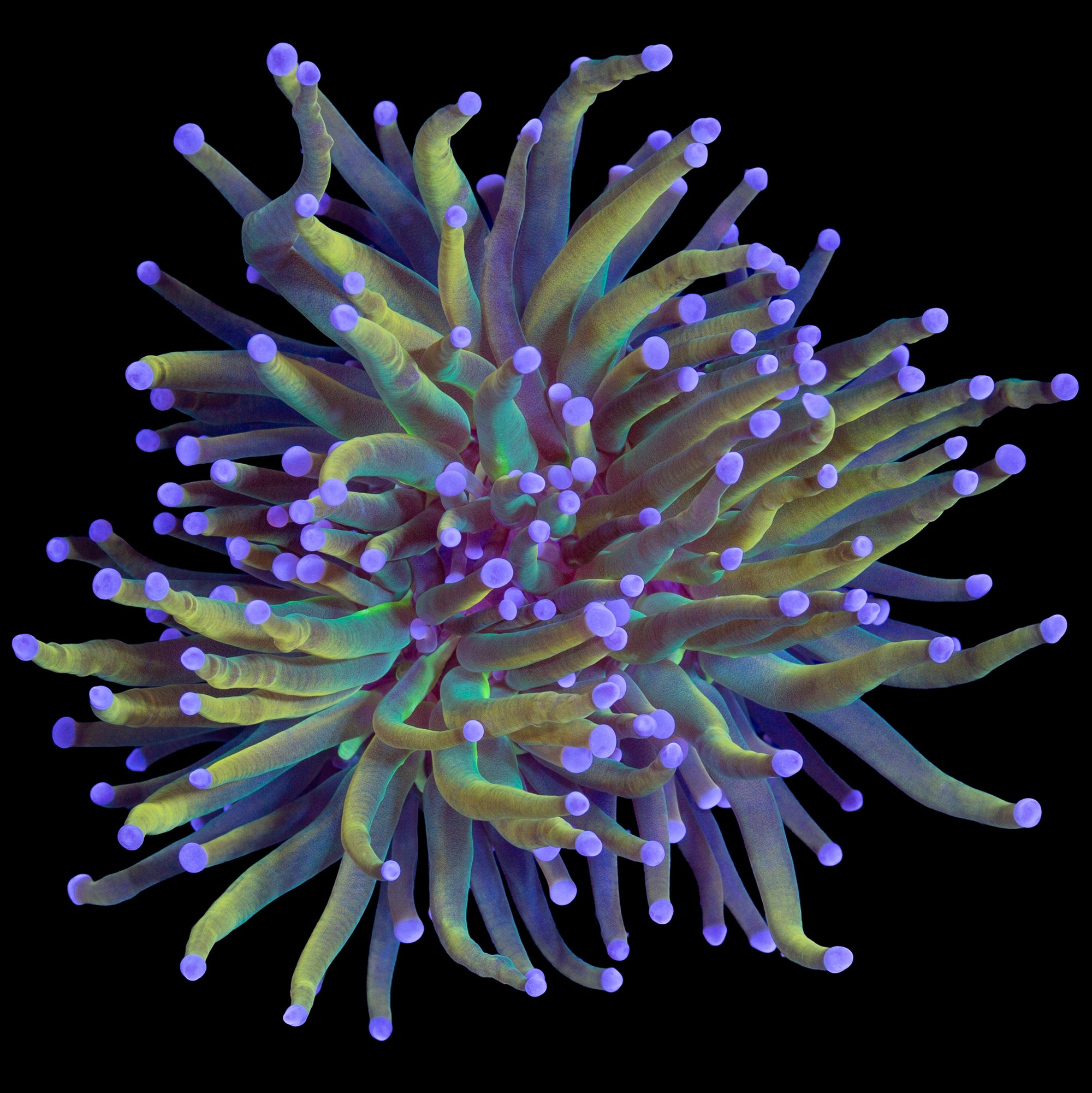 Holy Grail Torch Coral