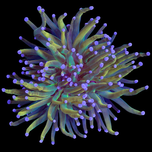 Holy Grail Torch Coral - Vivid Aquariums