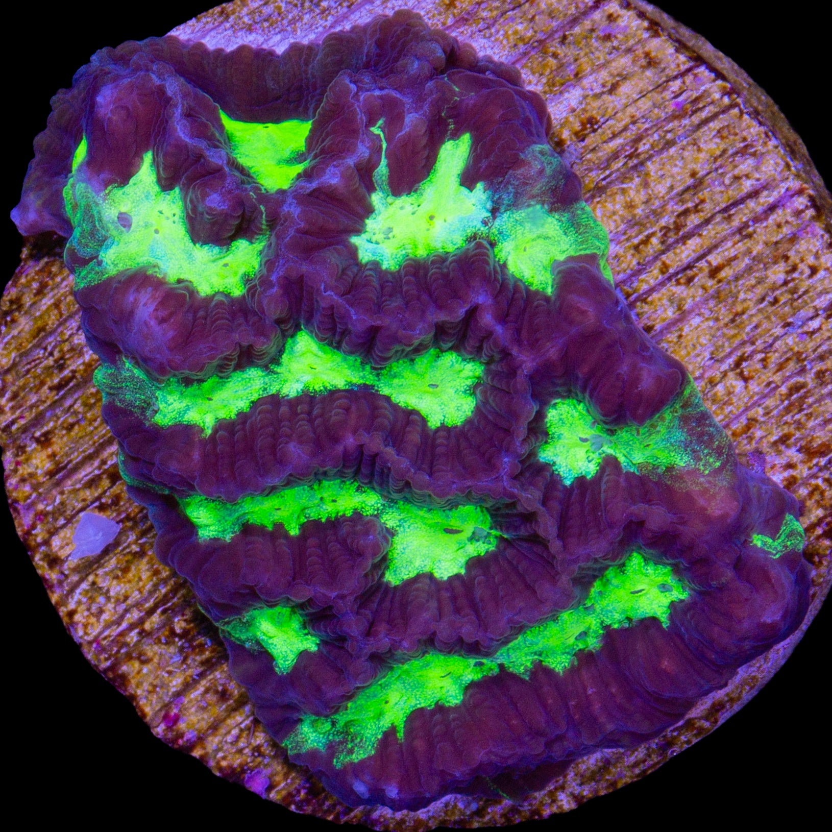 Alien Maze Brain Coral