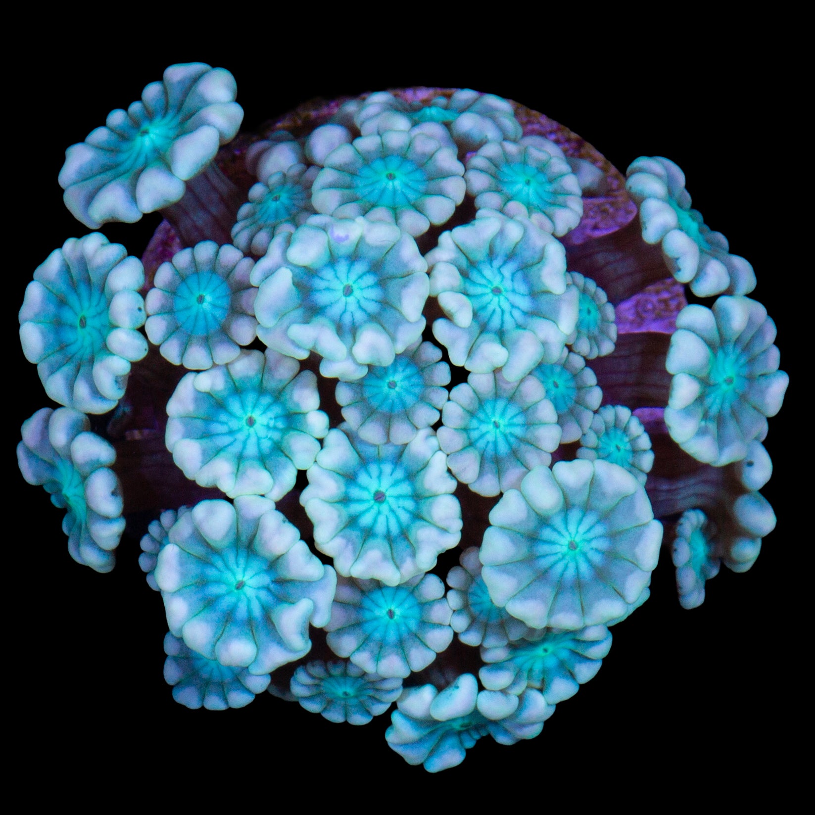 Emerald Eye Alveopora Coral