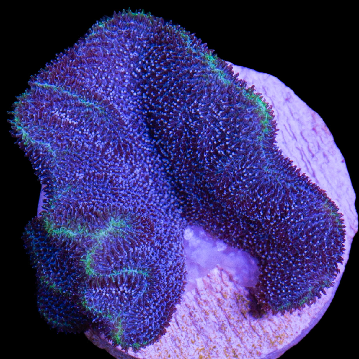 Vivid's Aquaman Psammocora Coral
