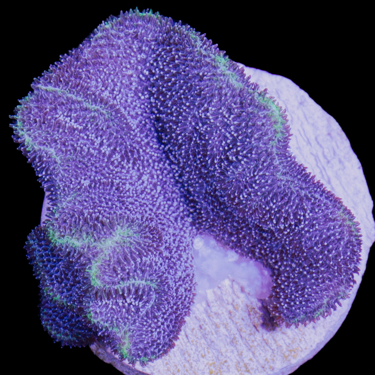 Vivid's Aquaman Psammocora Coral