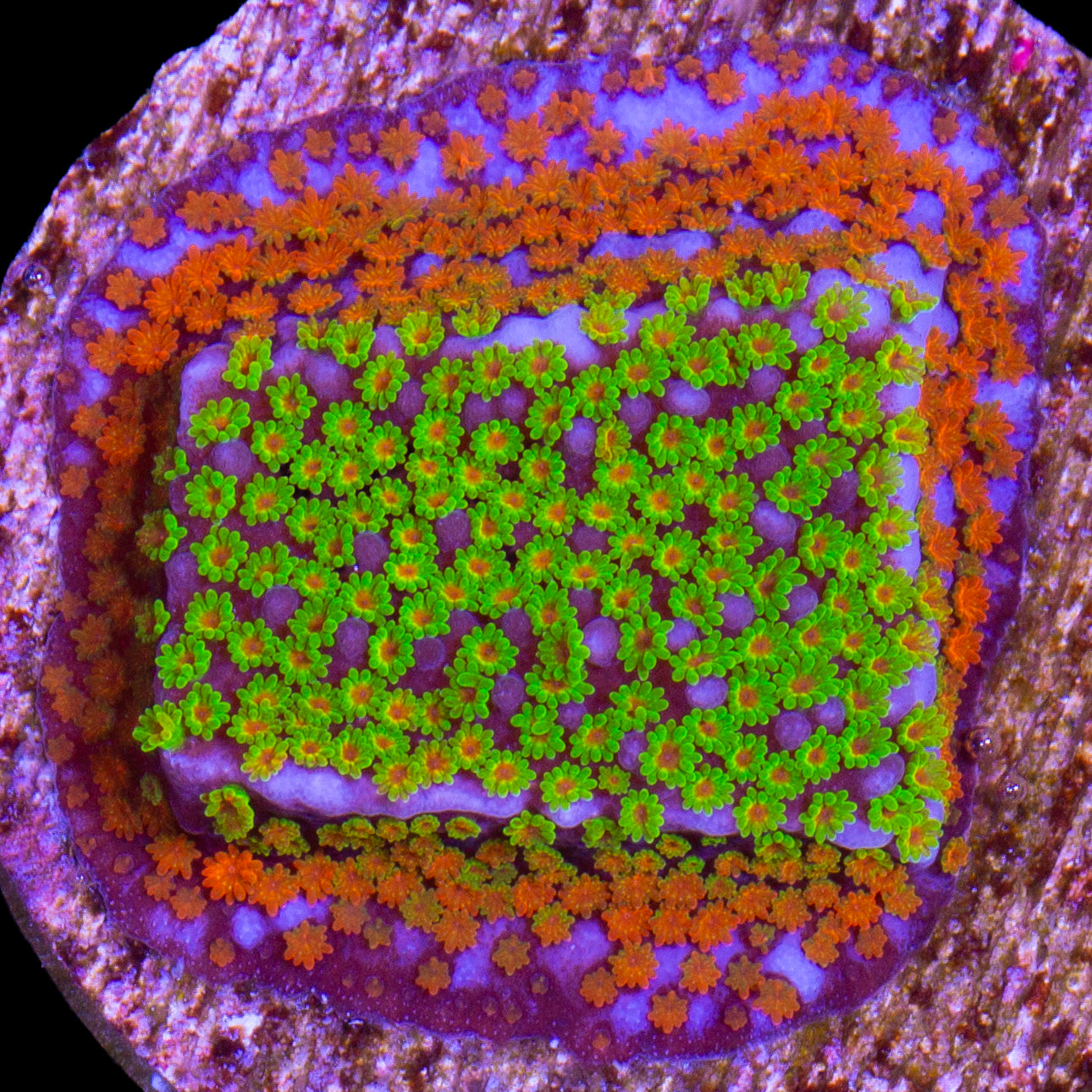Rainbow Montipora Coral