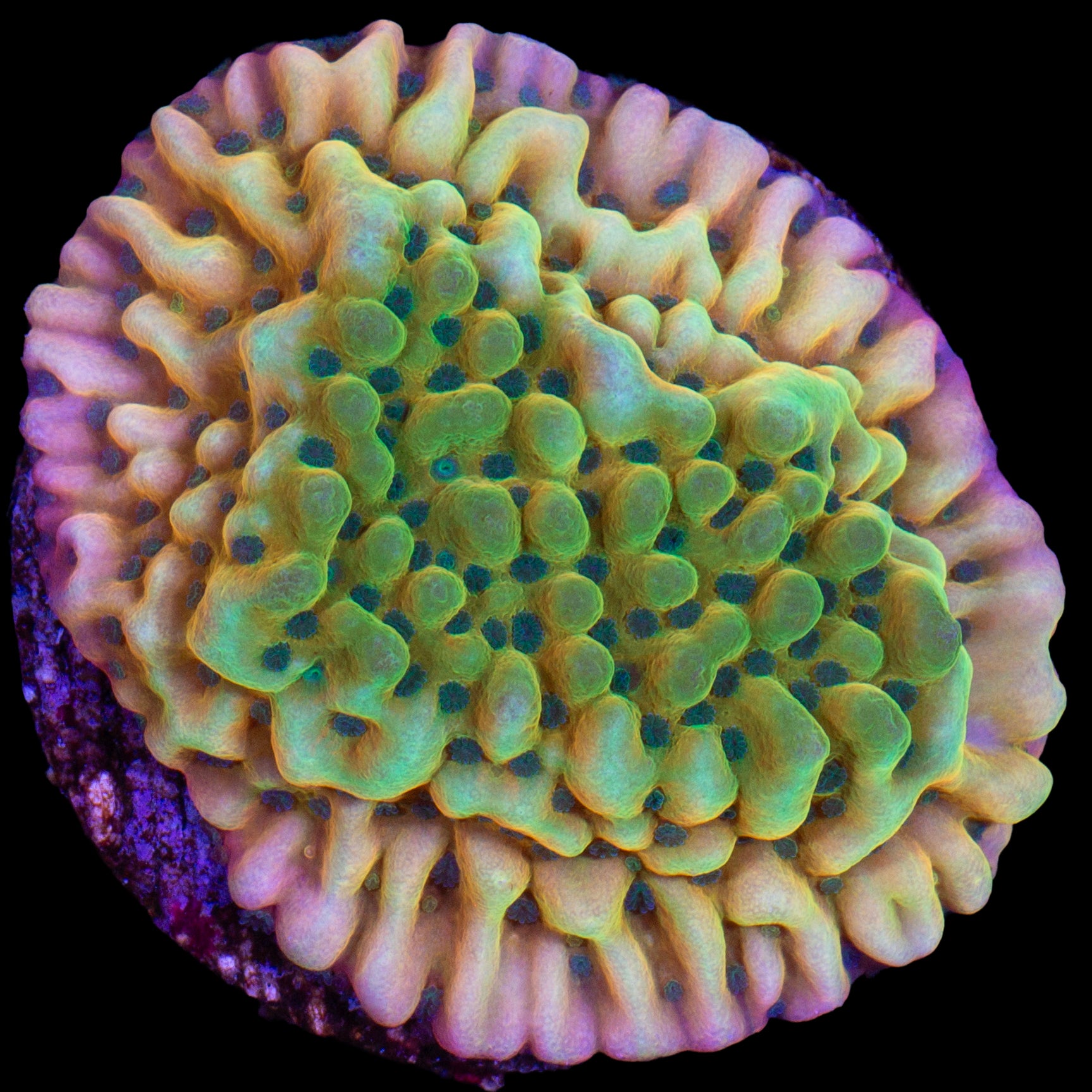 JF Beach Bum Montipora Coral