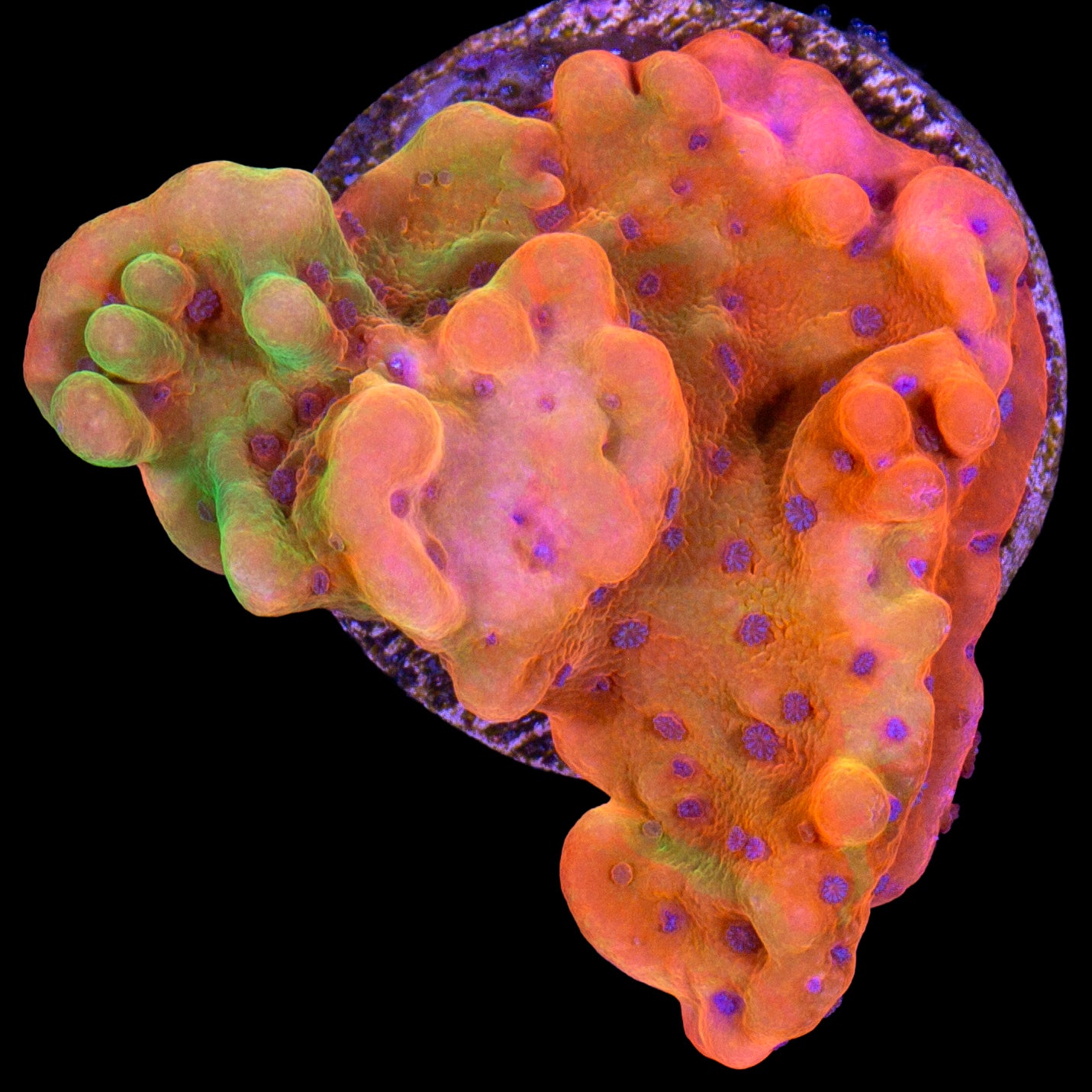 Vivid's Rising Phoenix Montipora Coral | Buy Live Coral for Sale