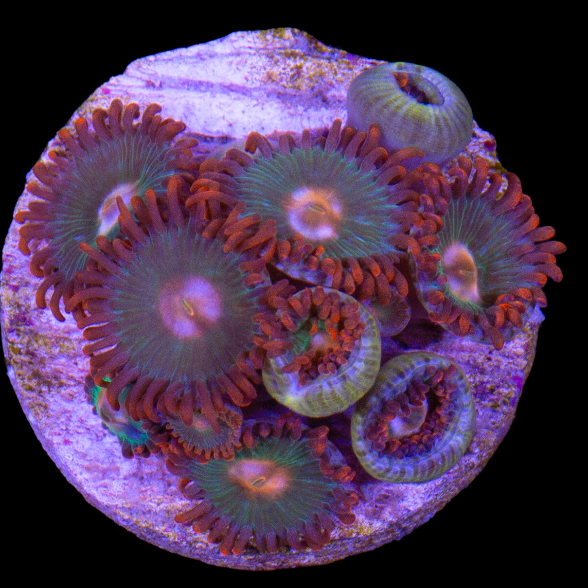 Vivid's Tropicana Zoanthids