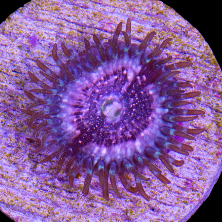 Vivid's Pink Zipper Zoanthid