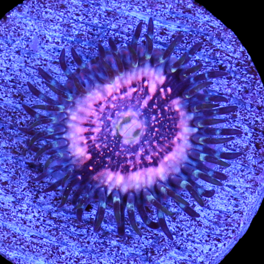 Vivid's Pink Zipper Zoanthid