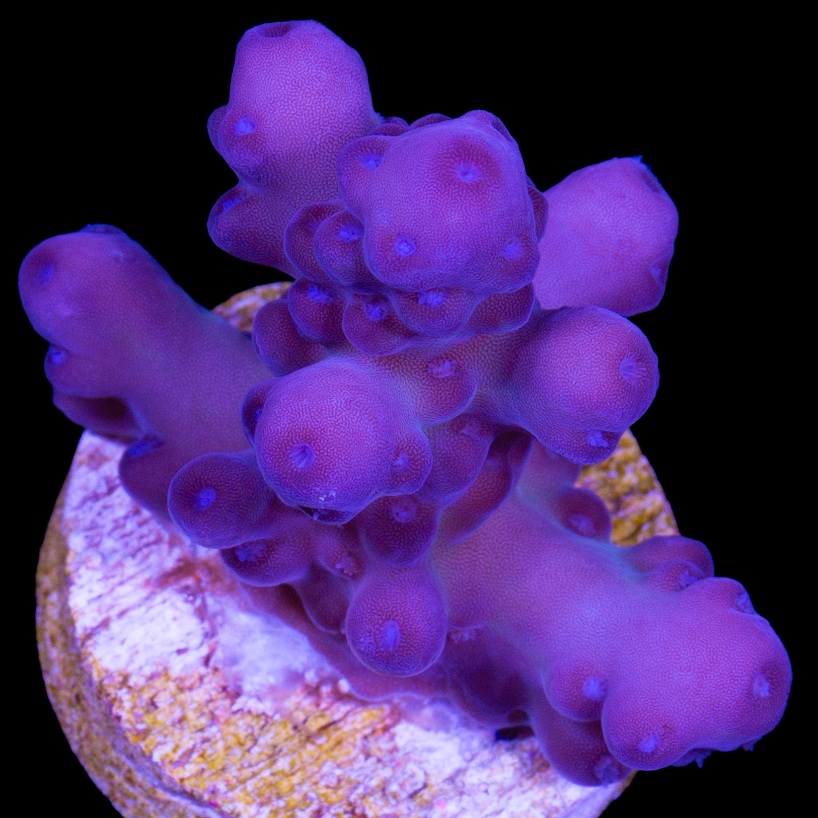Solomon Island Purple Monster Acropora Coral (imported 2024) - Lg Frag