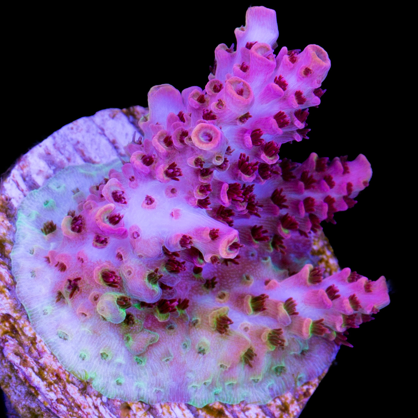 TSA Fruity Pebbles Acropora Coral