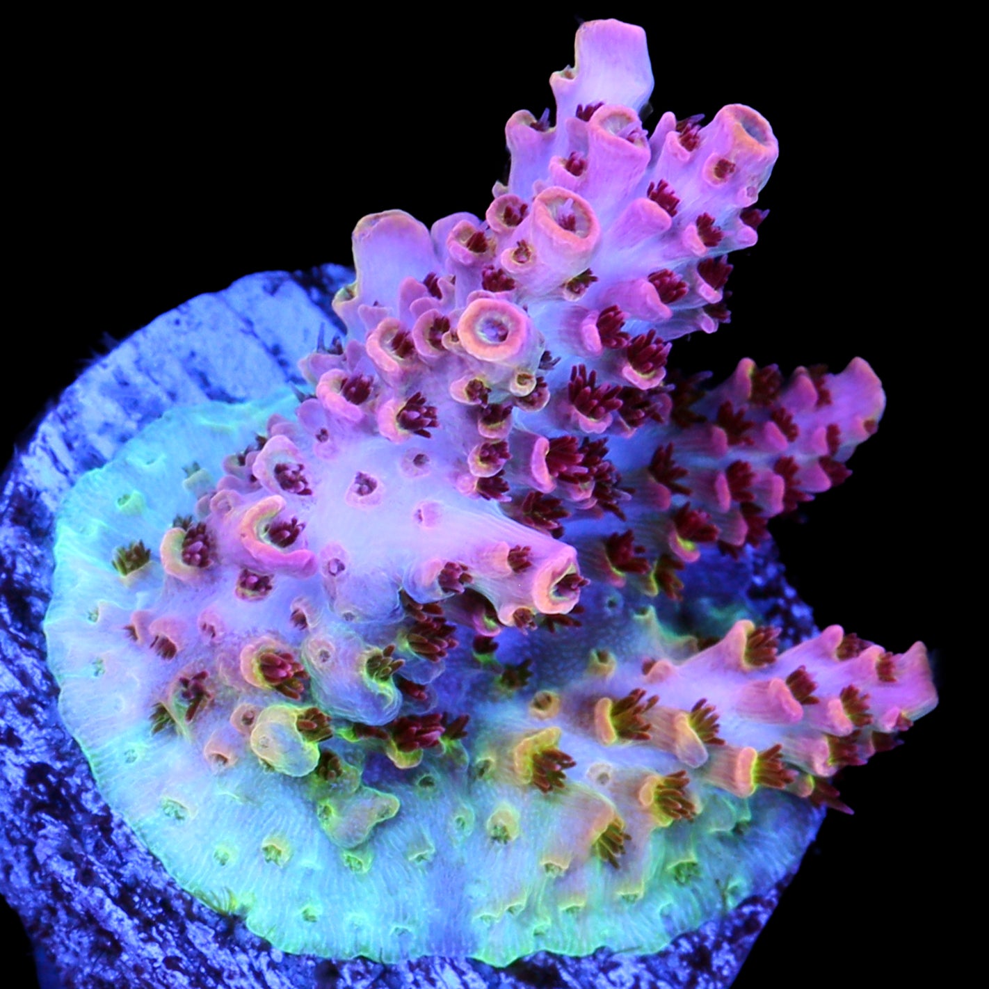 TSA Fruity Pebbles Acropora Coral
