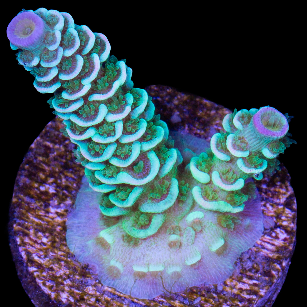 Pastel Tenuis Acropora Coral - 800 Grown