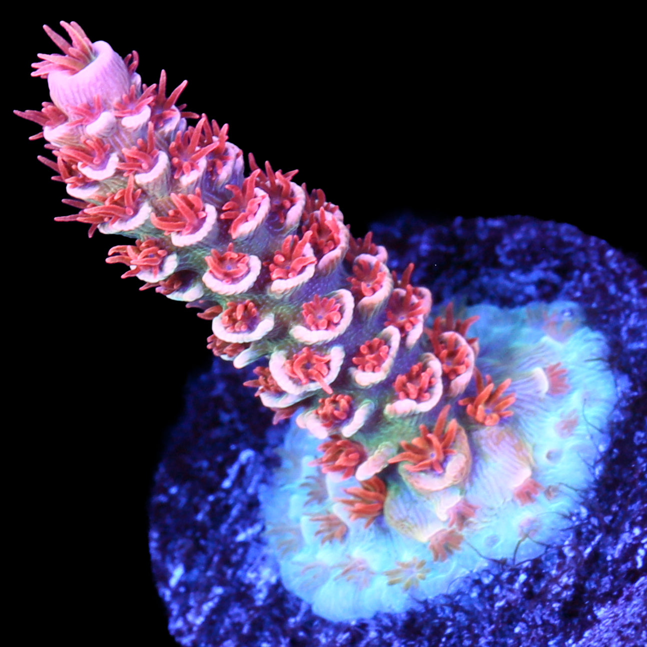 TGC Cherry Bomb Acropora Coral - 800 Grown