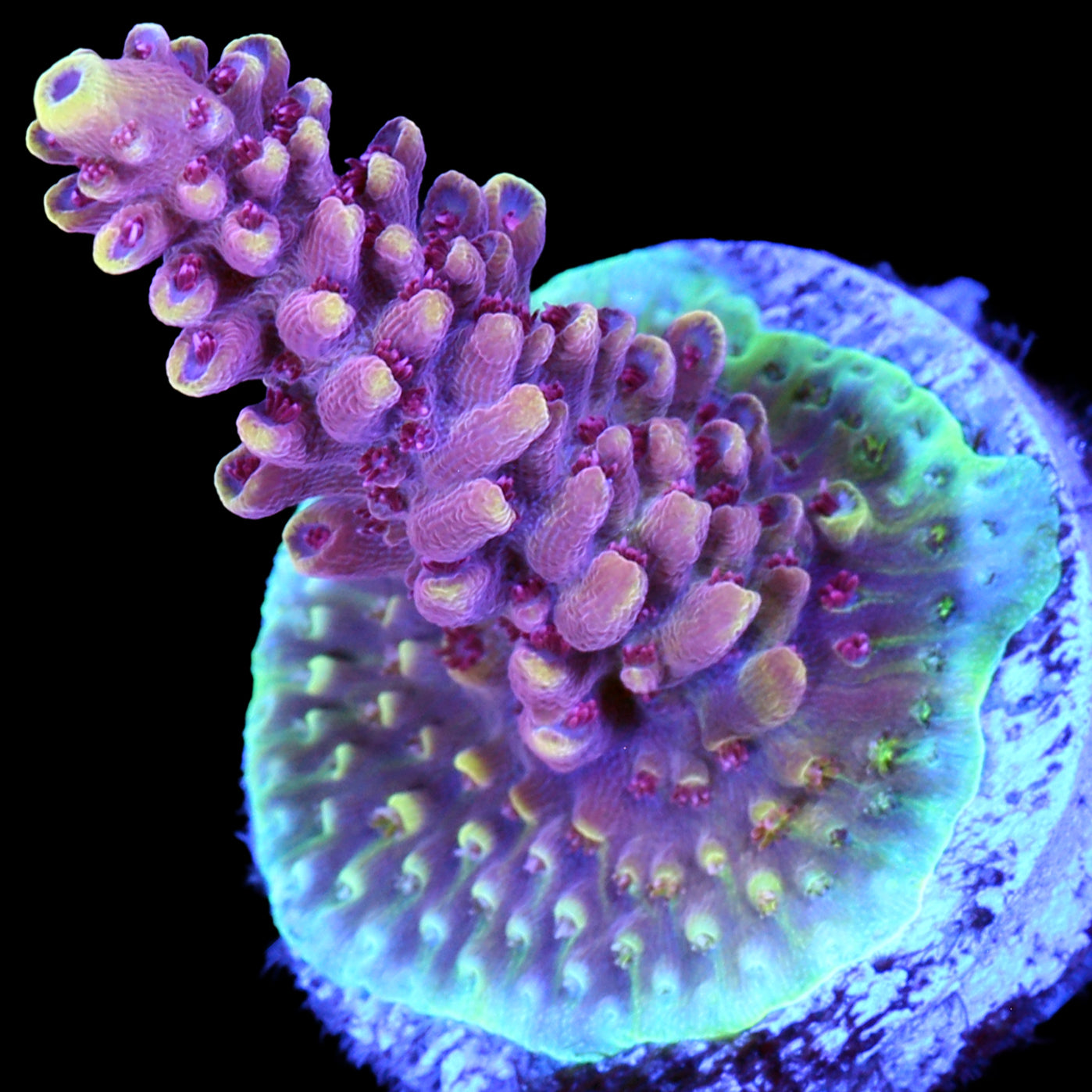 Vivid's Crazy 8 Acropora Coral