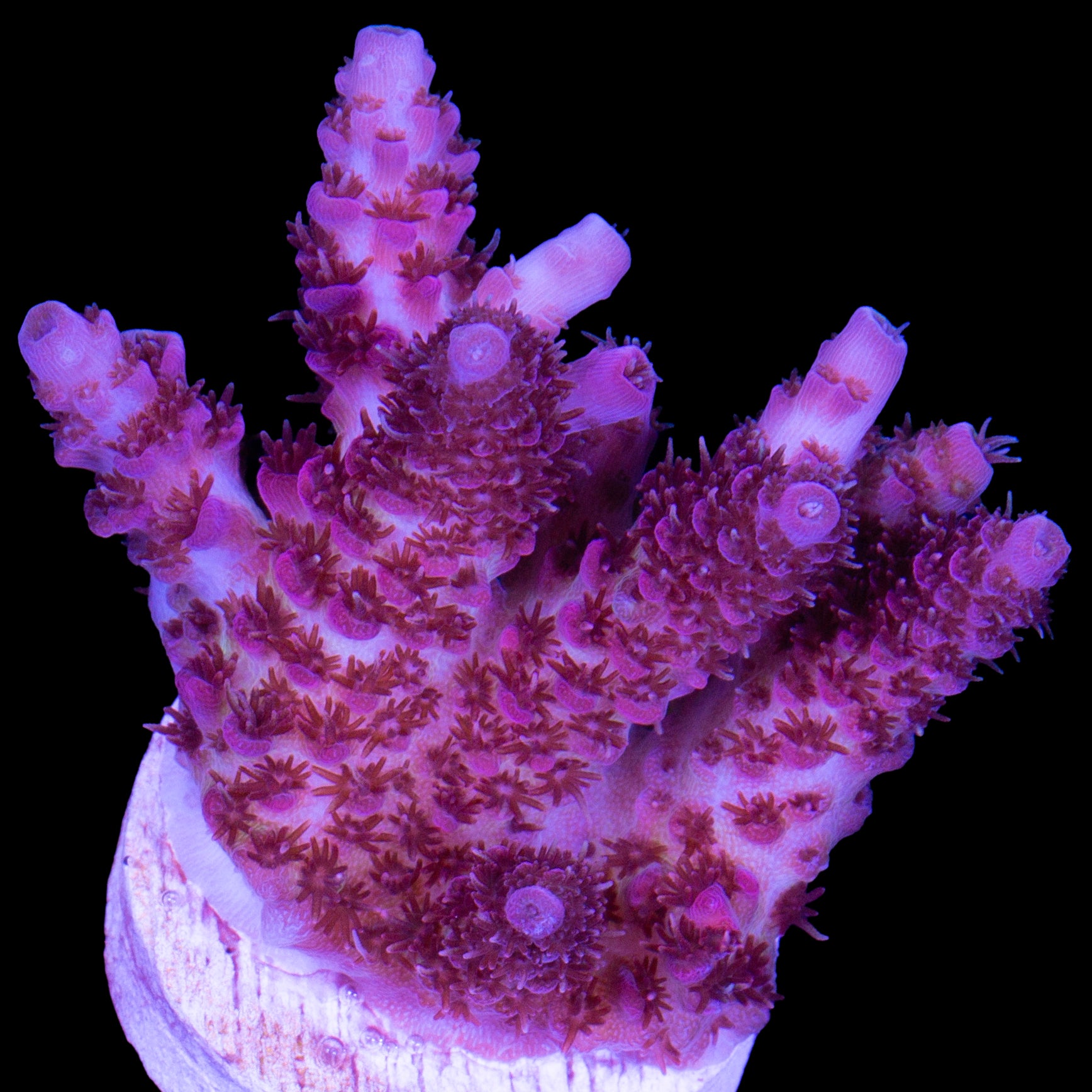 Vivid's Peppermint Table Acropora Coral