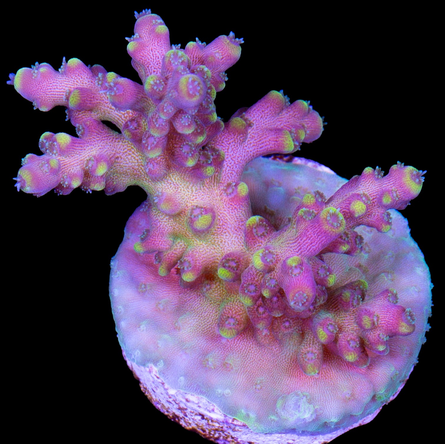 Vivid's Firecracker Fusion Acropora Coral
