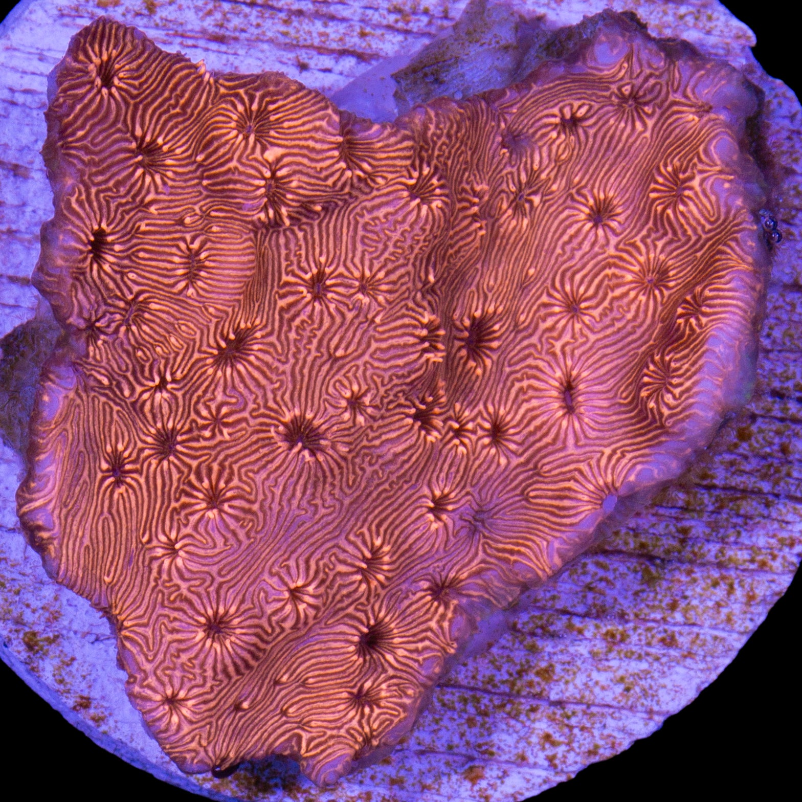 Orange Pavona Maldivensis Coral