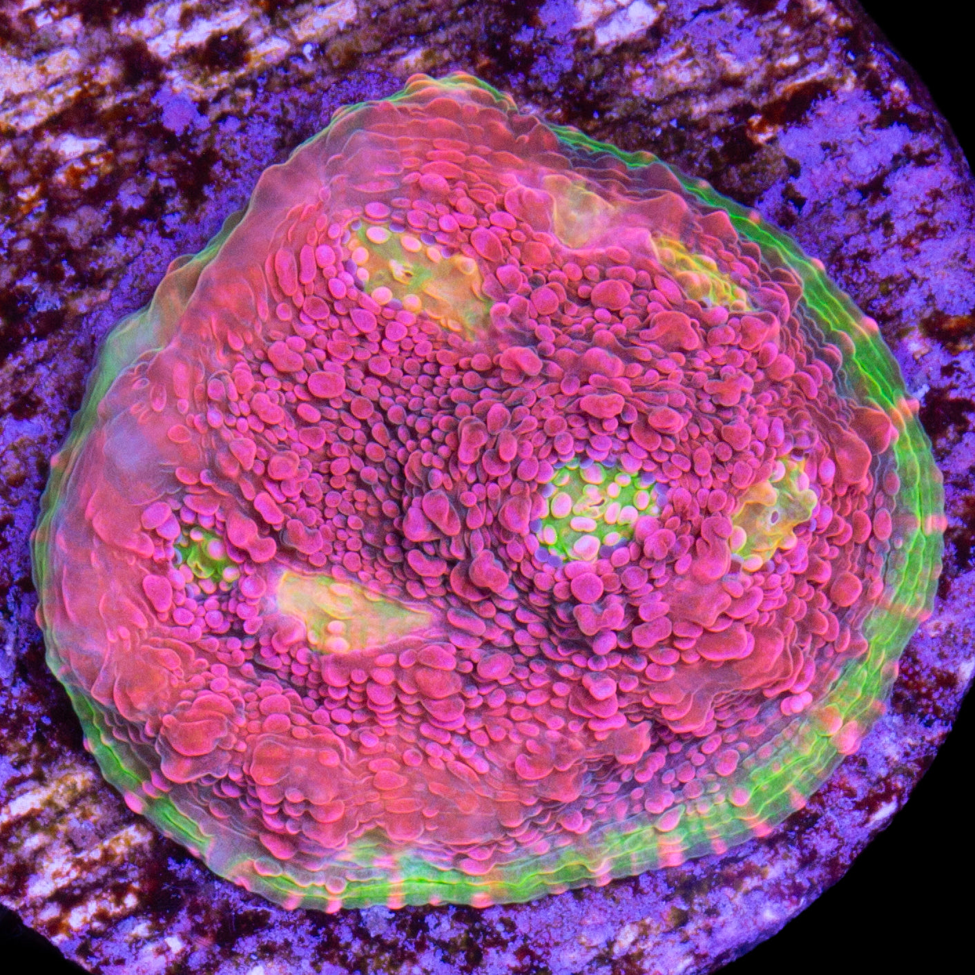 Watermelon Echinophyllia Coral