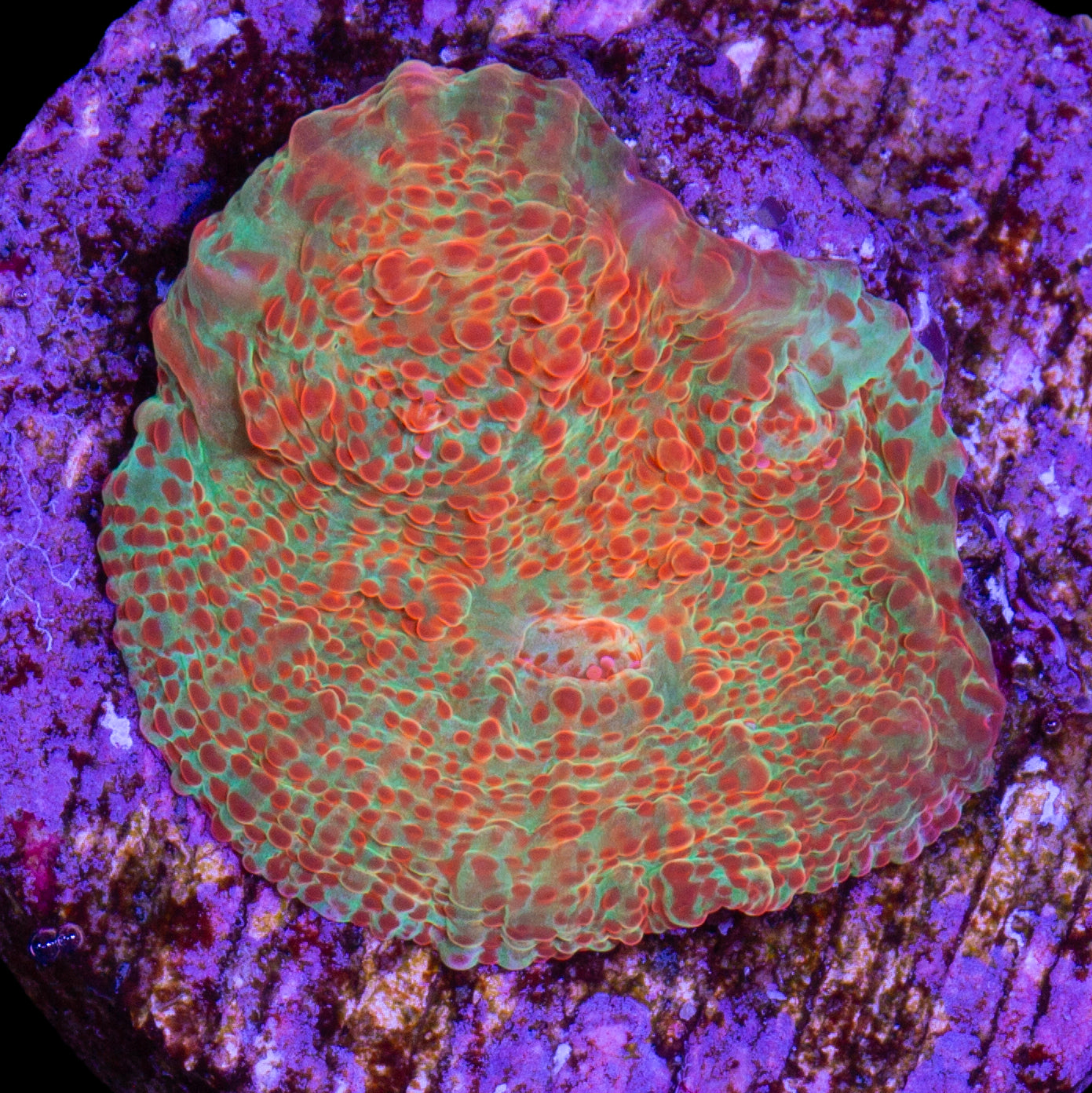 Shark Bite Echinophyllia Coral
