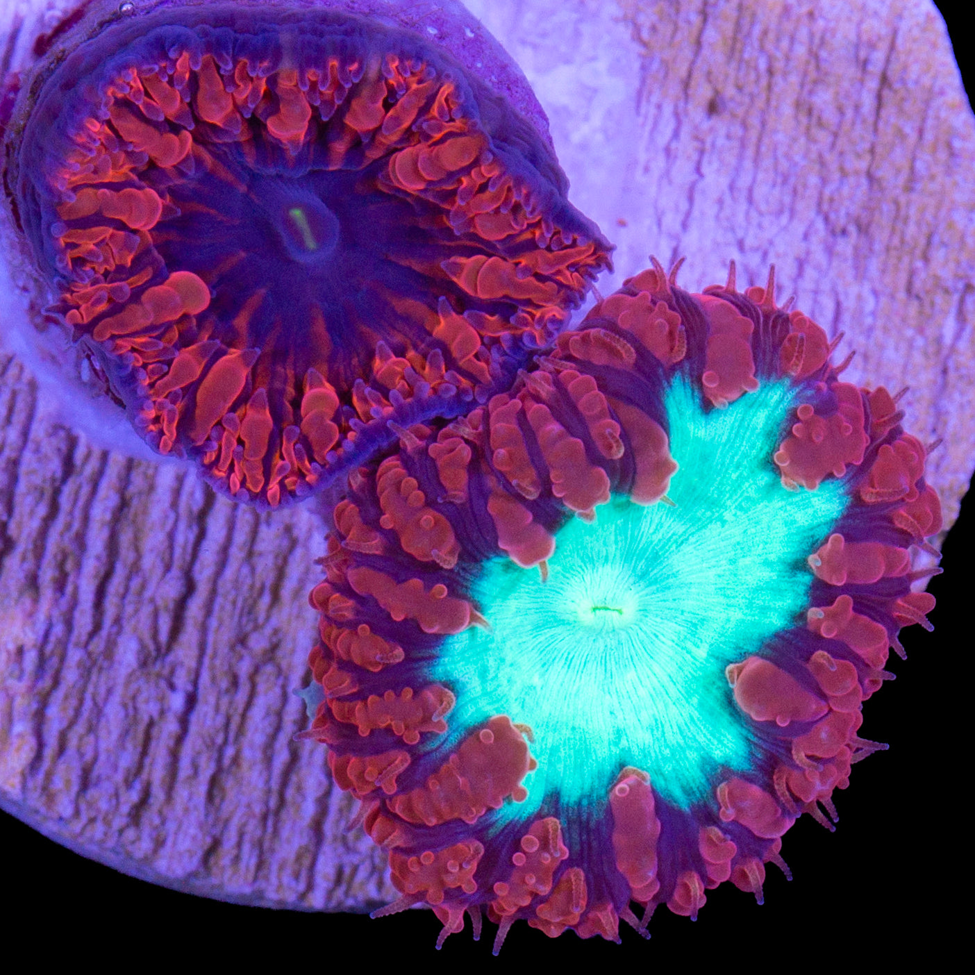 Red Hot Combo Blastomussa Wellsi Coral