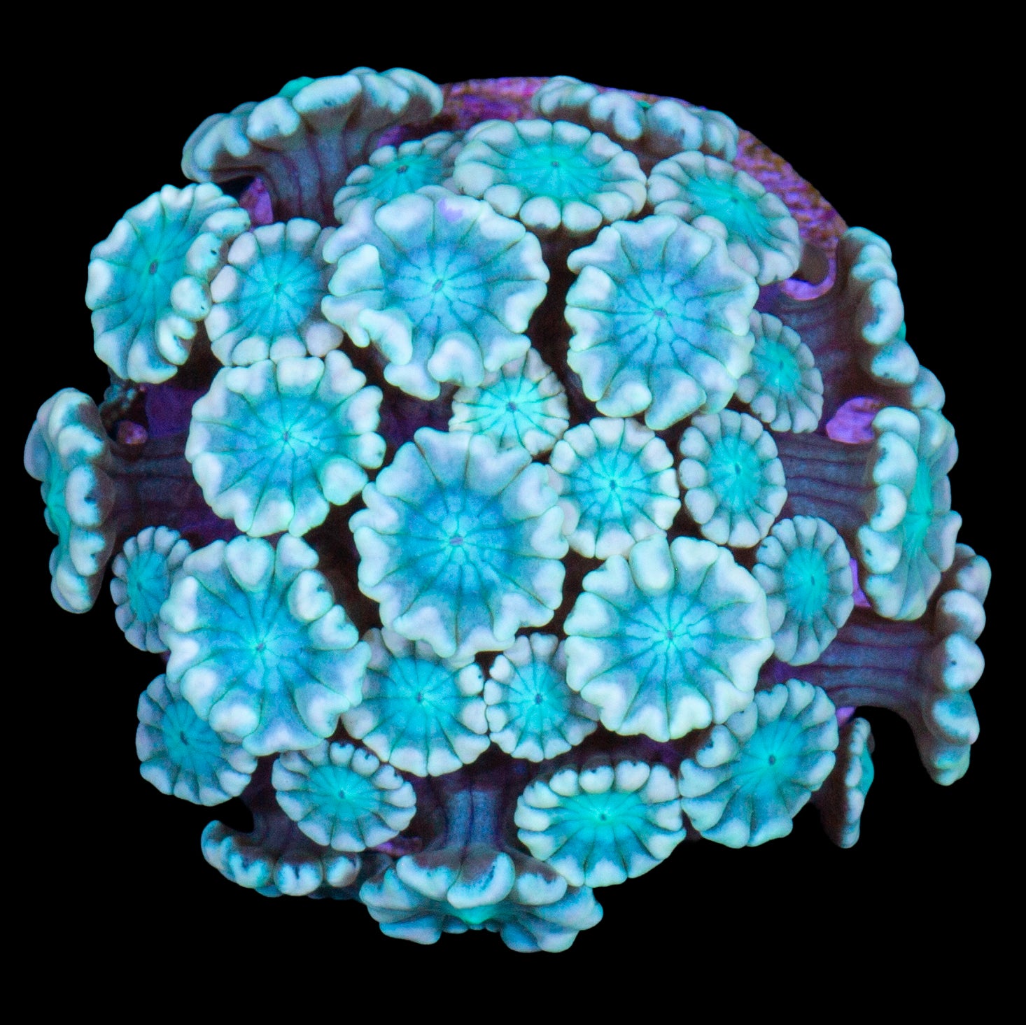Emerald Eye Alveopora Coral