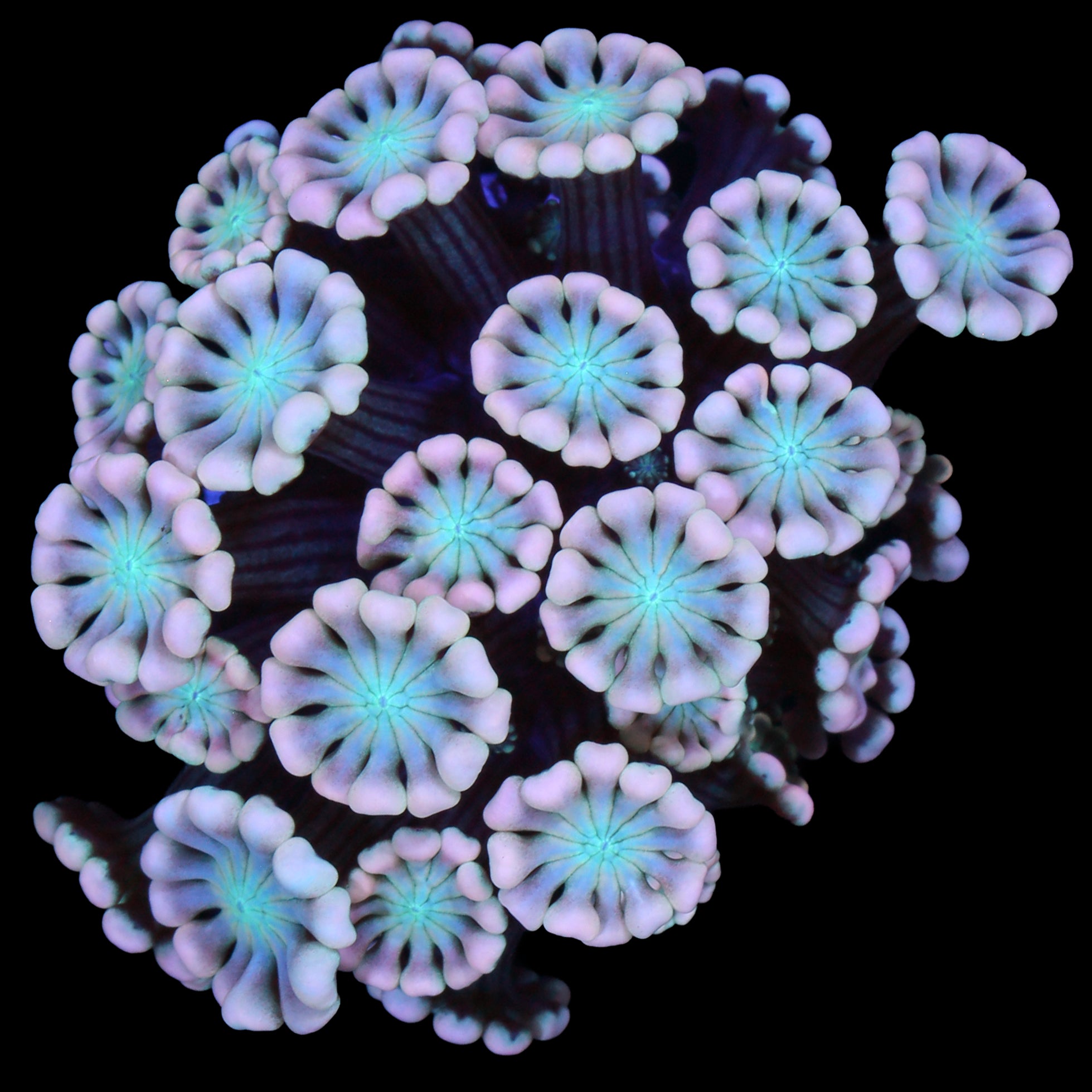 Pink & Blue Alveopora Coral