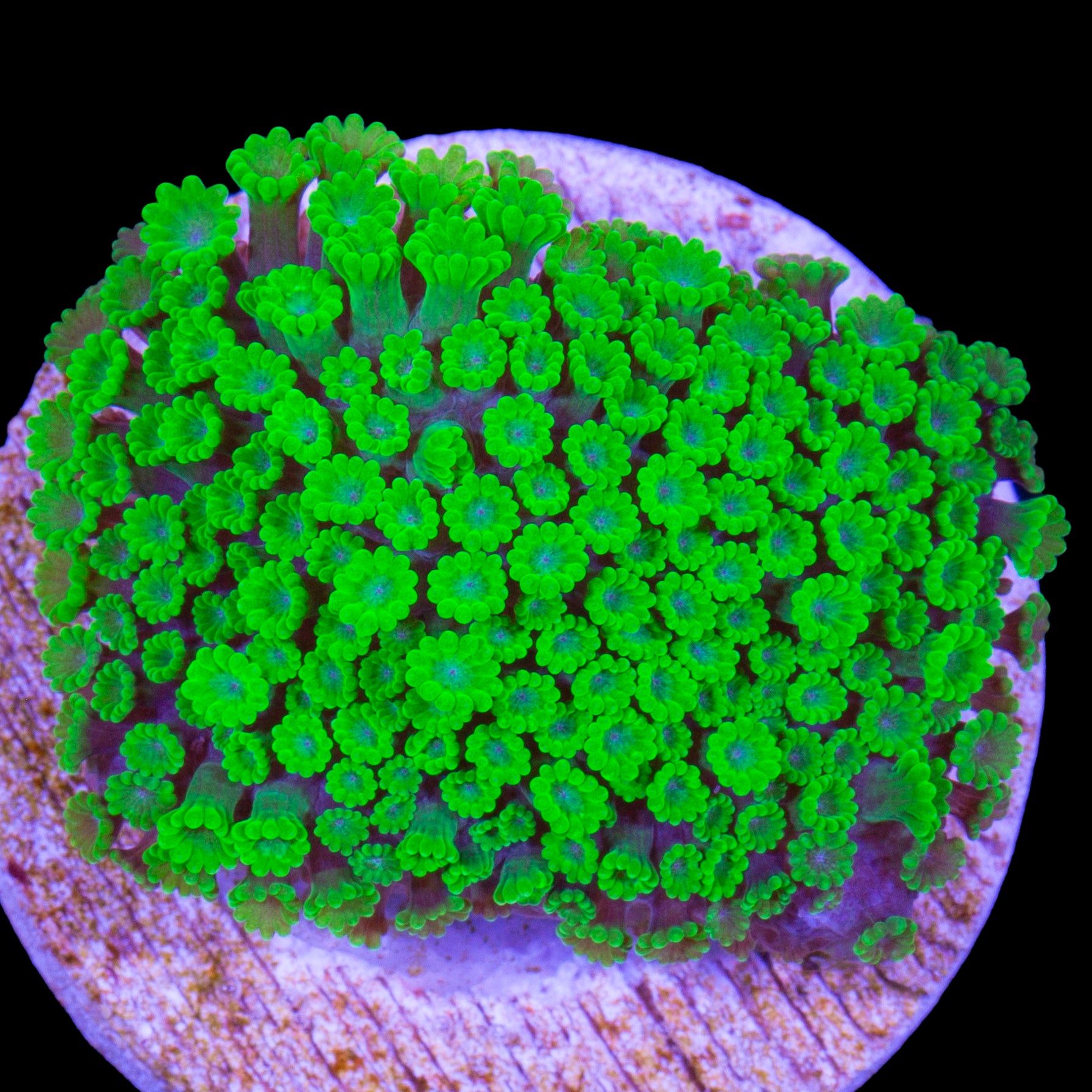 Toxic Bernardpora Coral
