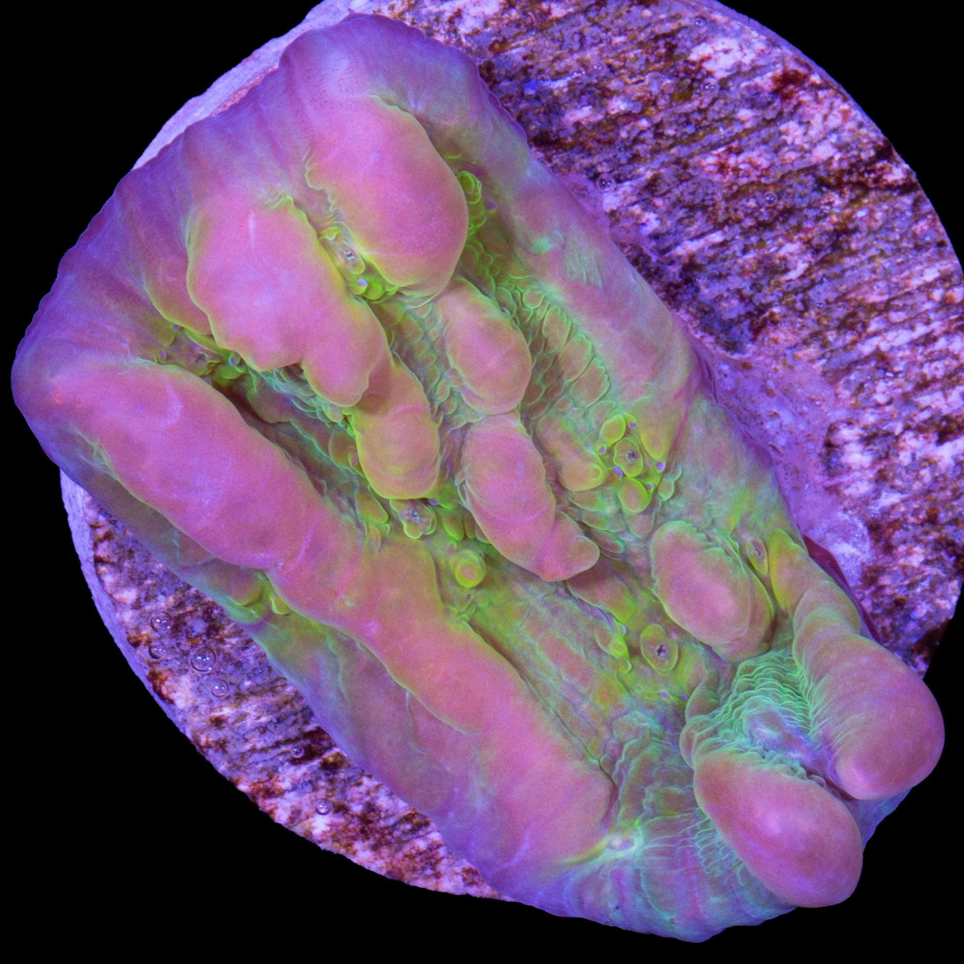 Vivid's Bounce Chalice Coral - 800 Grown