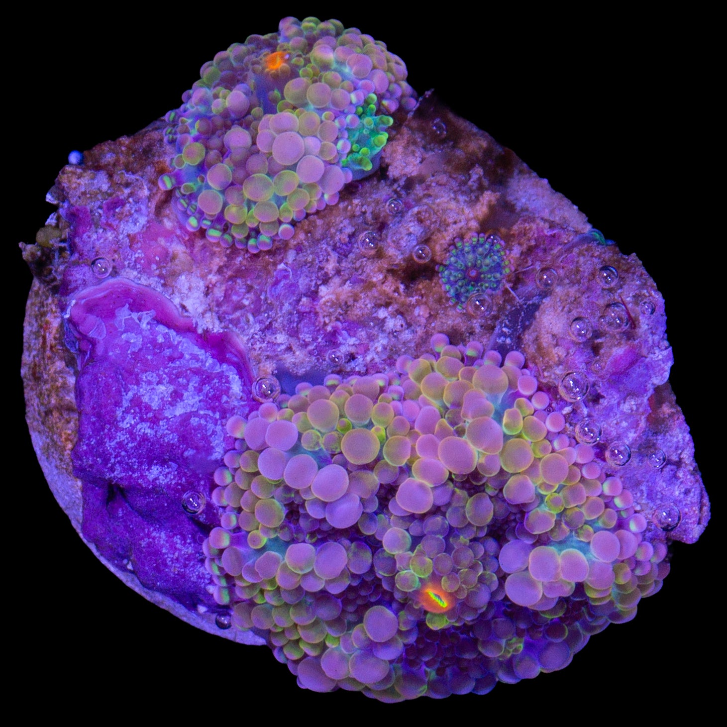 Ultra Rainbow Solomon Island Ricordea Mushroom - 2 Babies