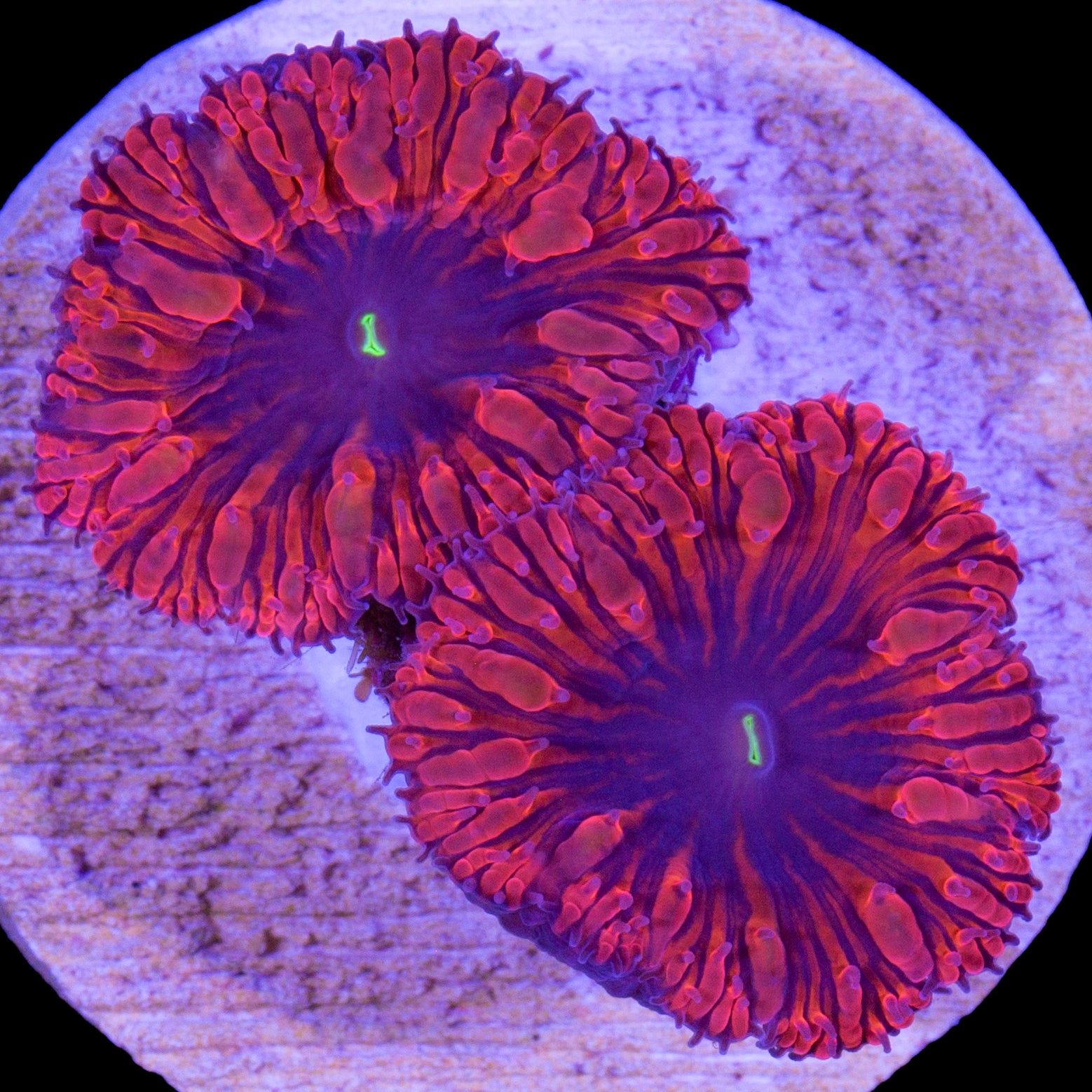 Red Hot Blastomussa Wellsi Coral