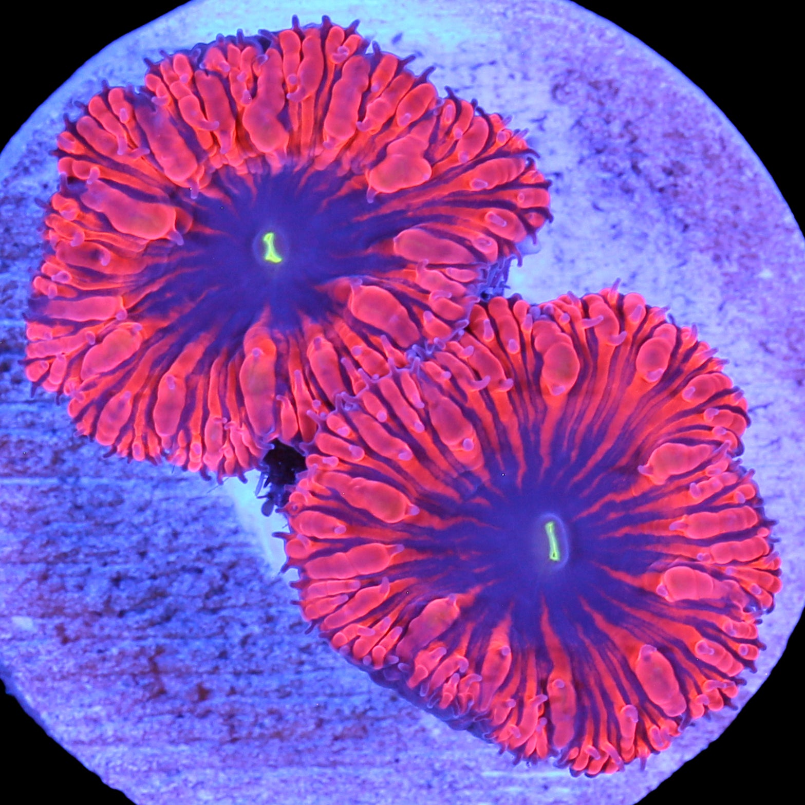 Red Hot Blastomussa Wellsi Coral