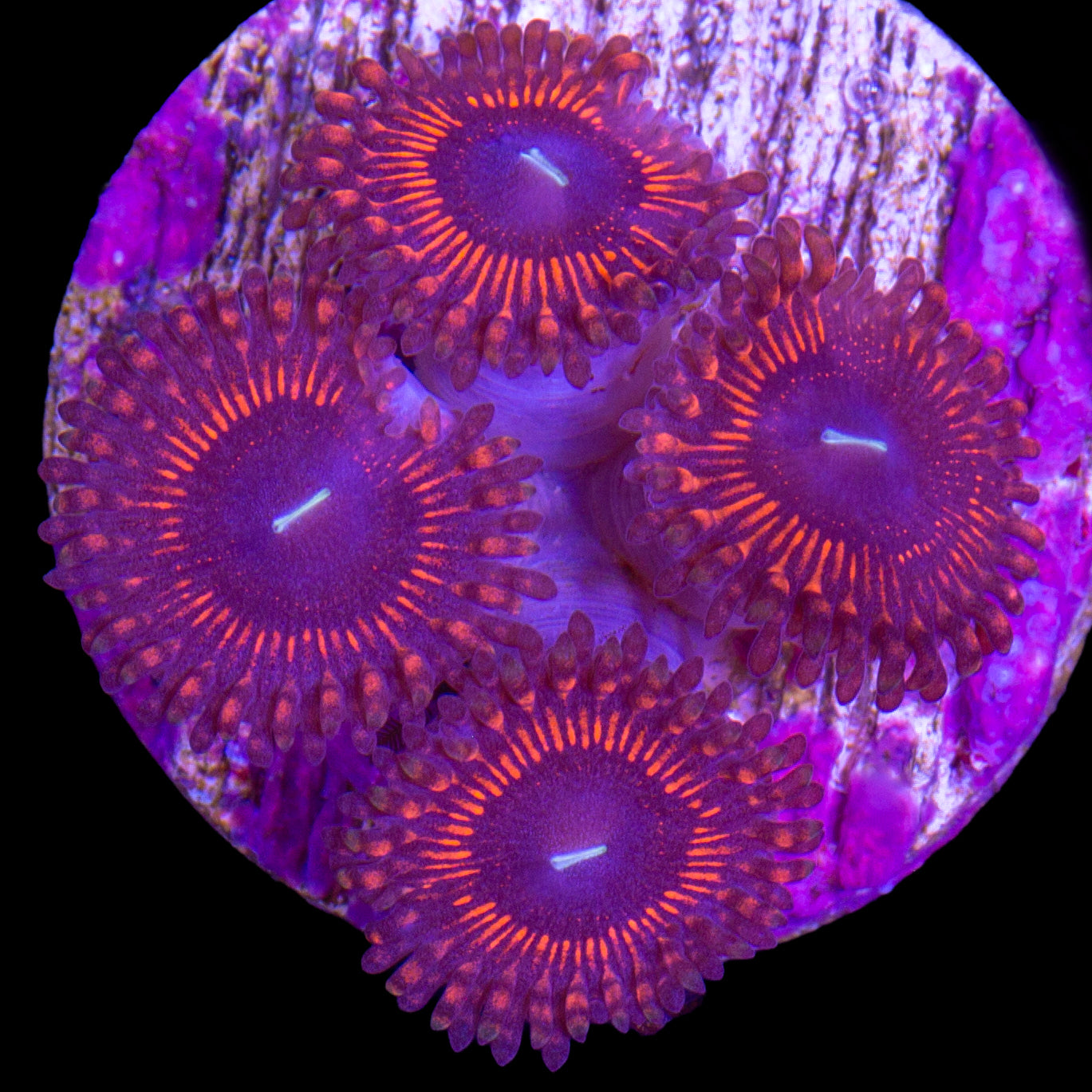 Vivid's Armor of God Zoanthids