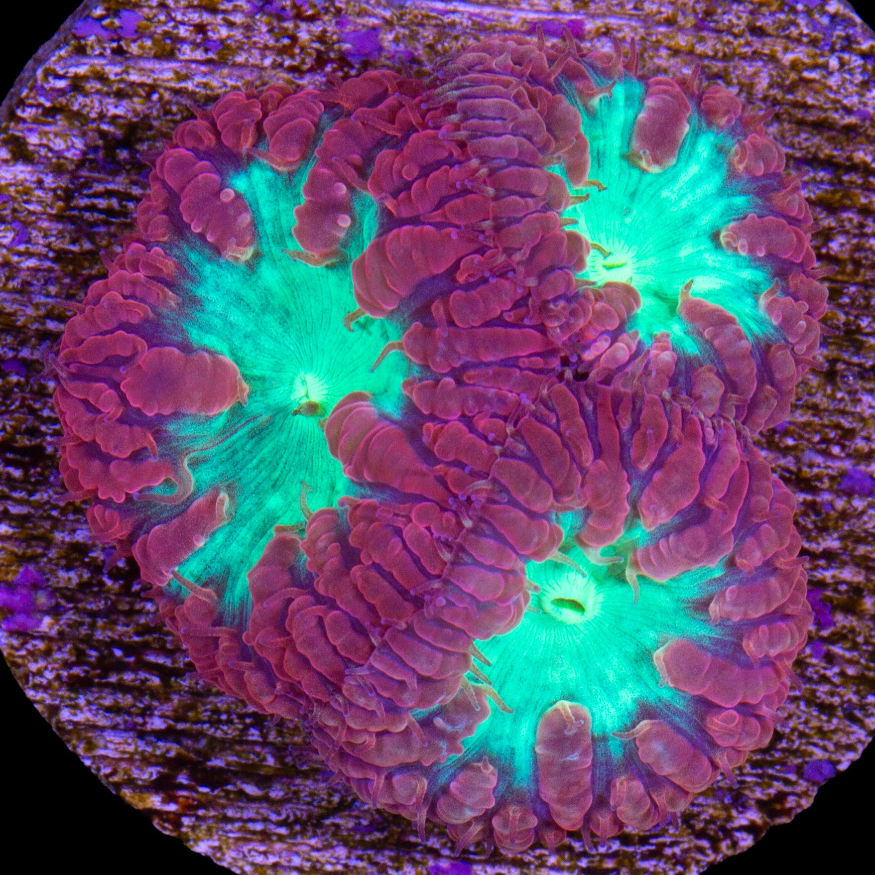 Red & Green Blastomussa Wellsi Coral