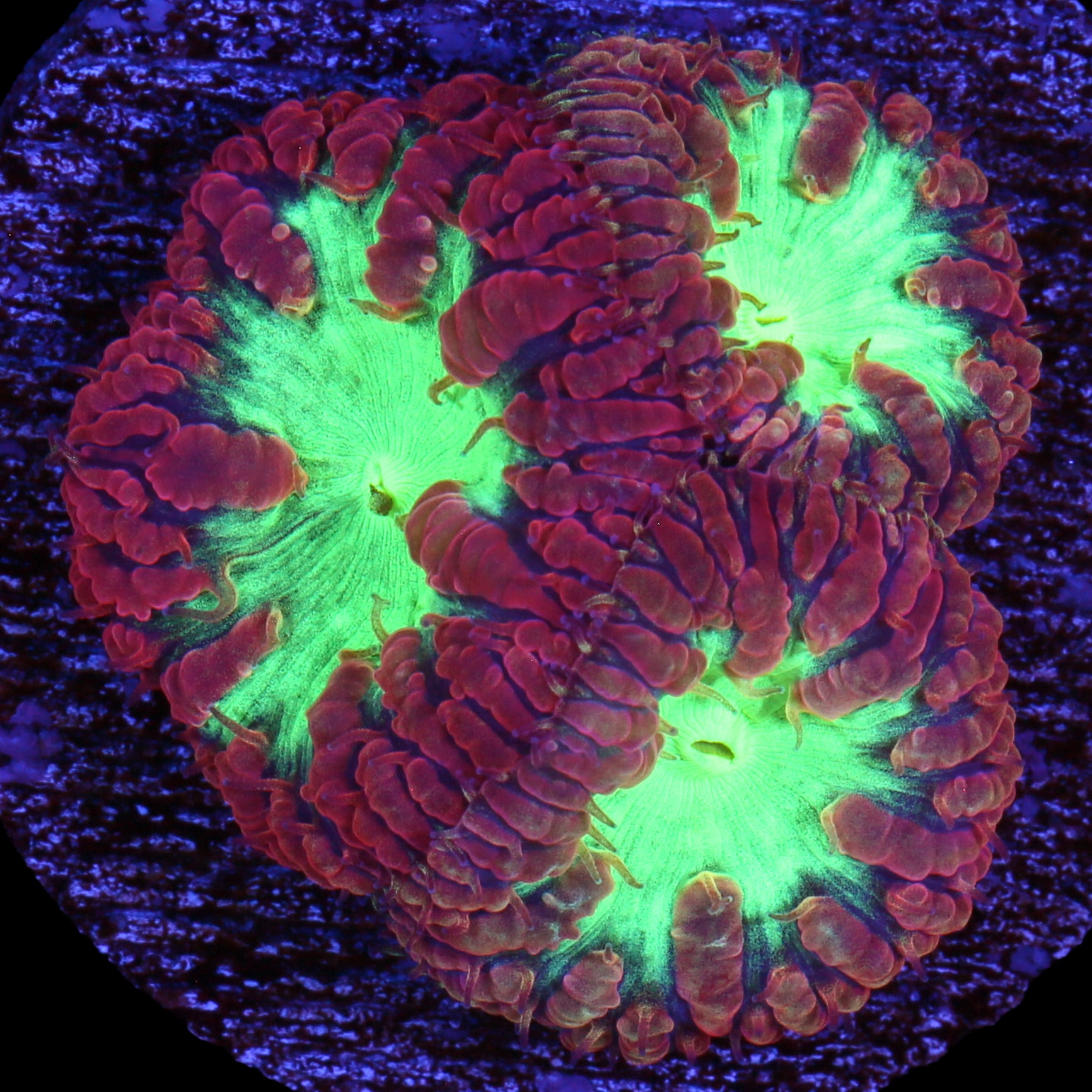 Red & Green Blastomussa Wellsi Coral