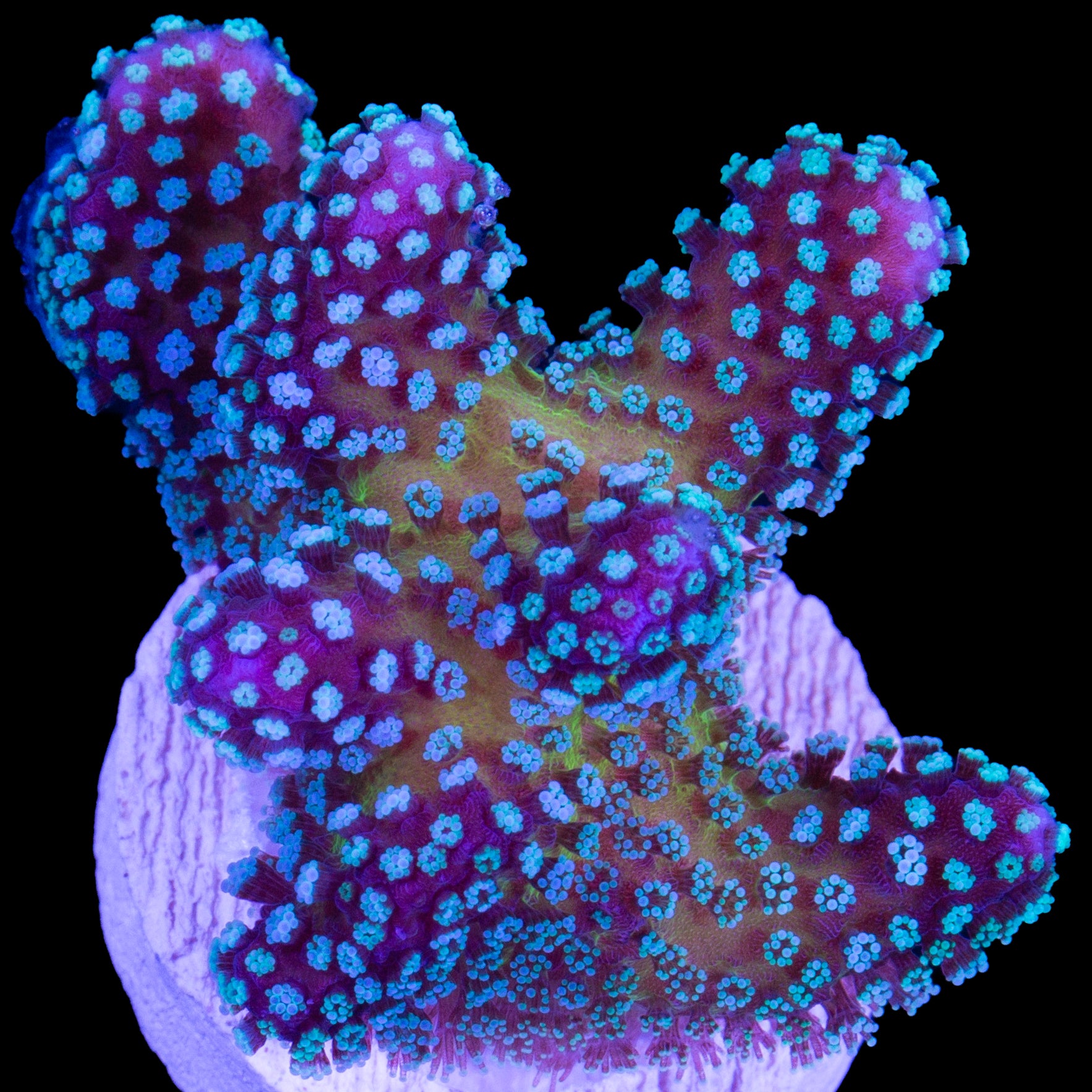 Rainbow Stylophora Coral