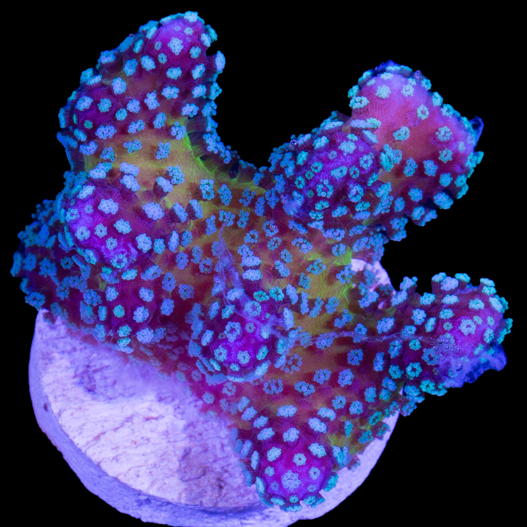Rainbow Stylophora Coral