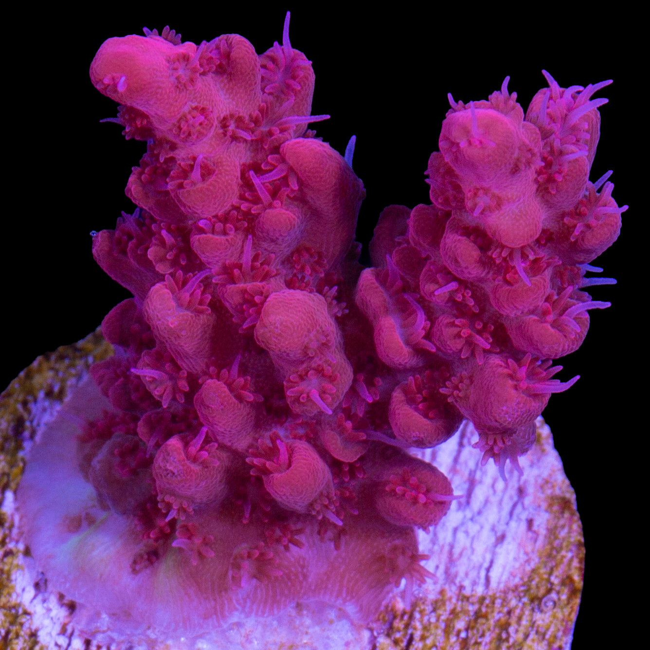 Pink Ink Acropora Coral