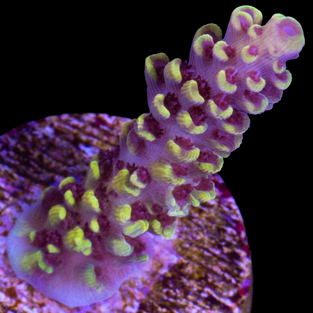 Pink Floyd Acropora Coral